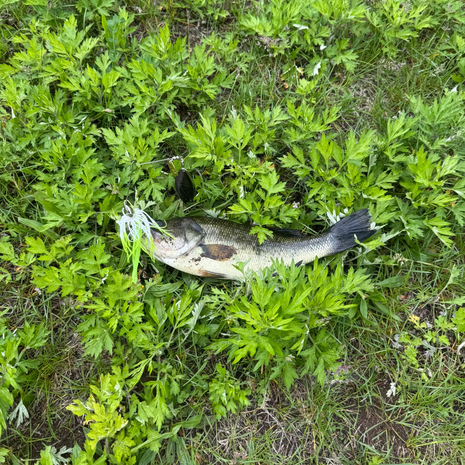 angler catch
