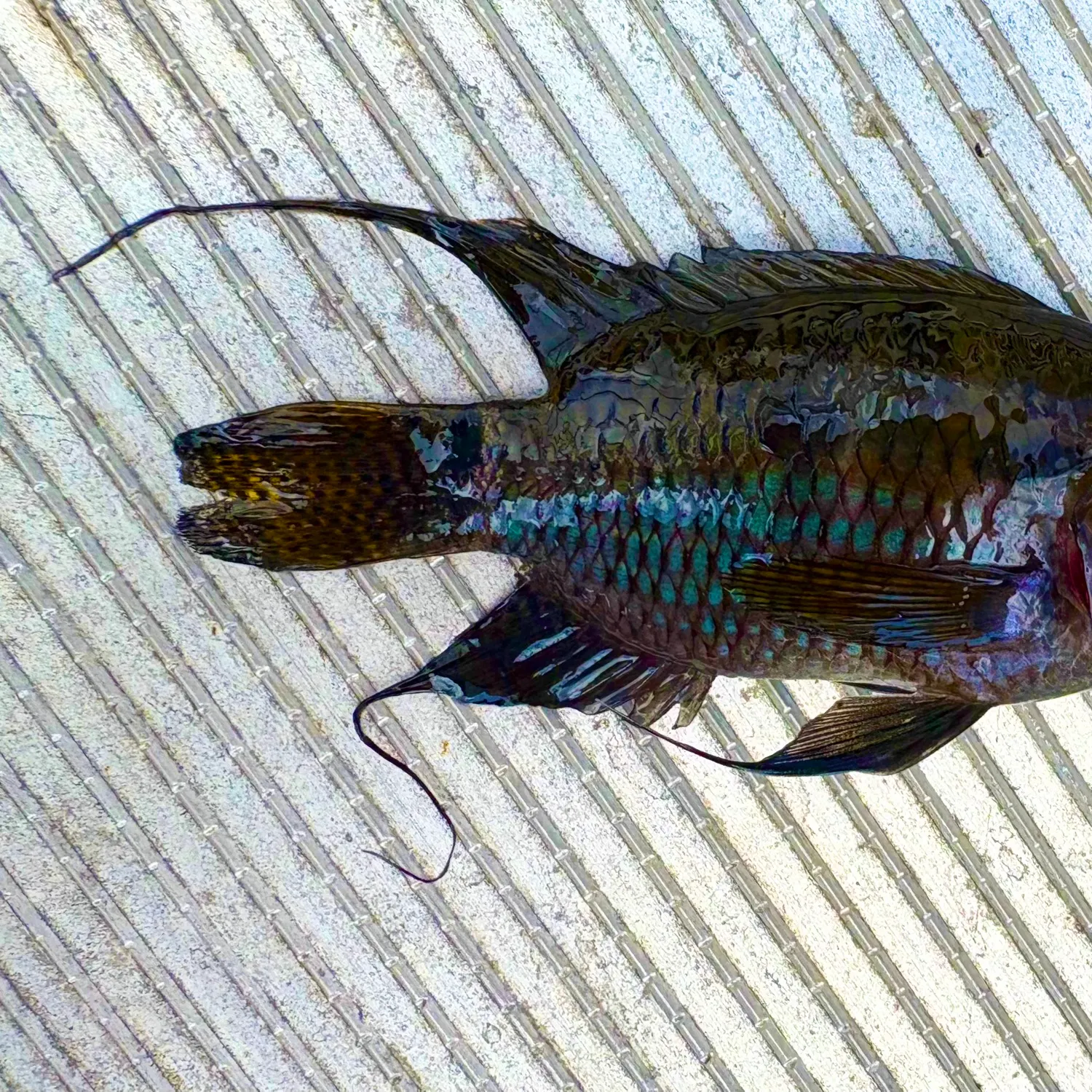 The most recent Dimerus cichlid catches on Fishbrain