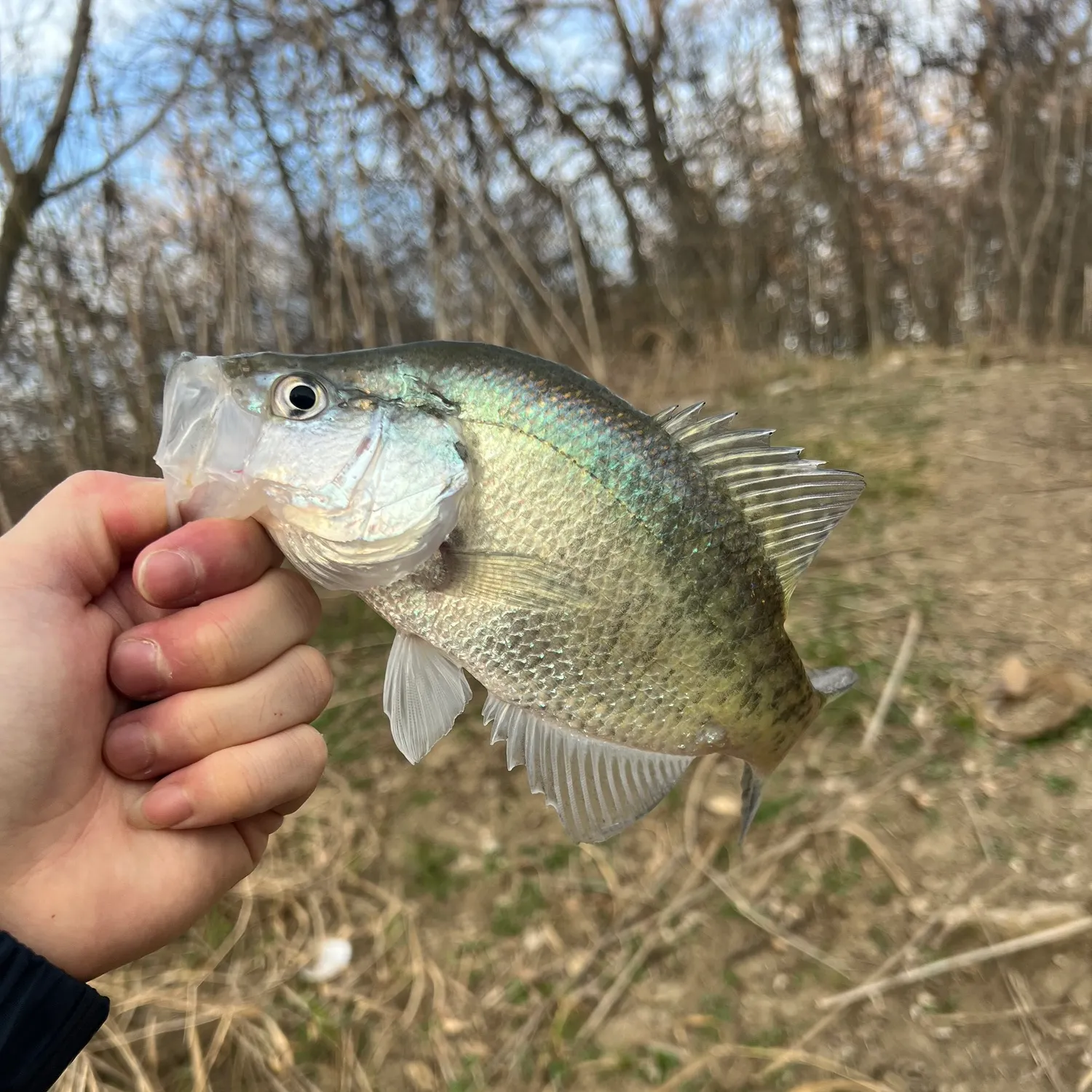 The most recent White crappie catches on Fishbrain