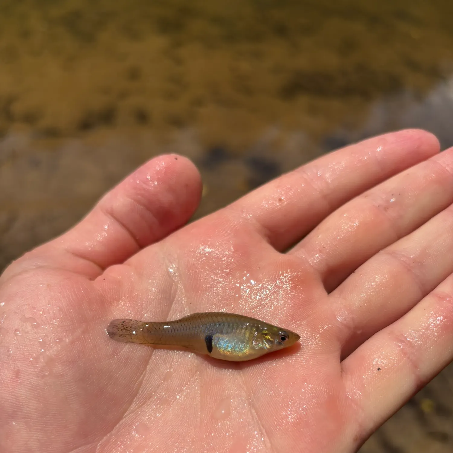 The most recent Common shiner catches on Fishbrain