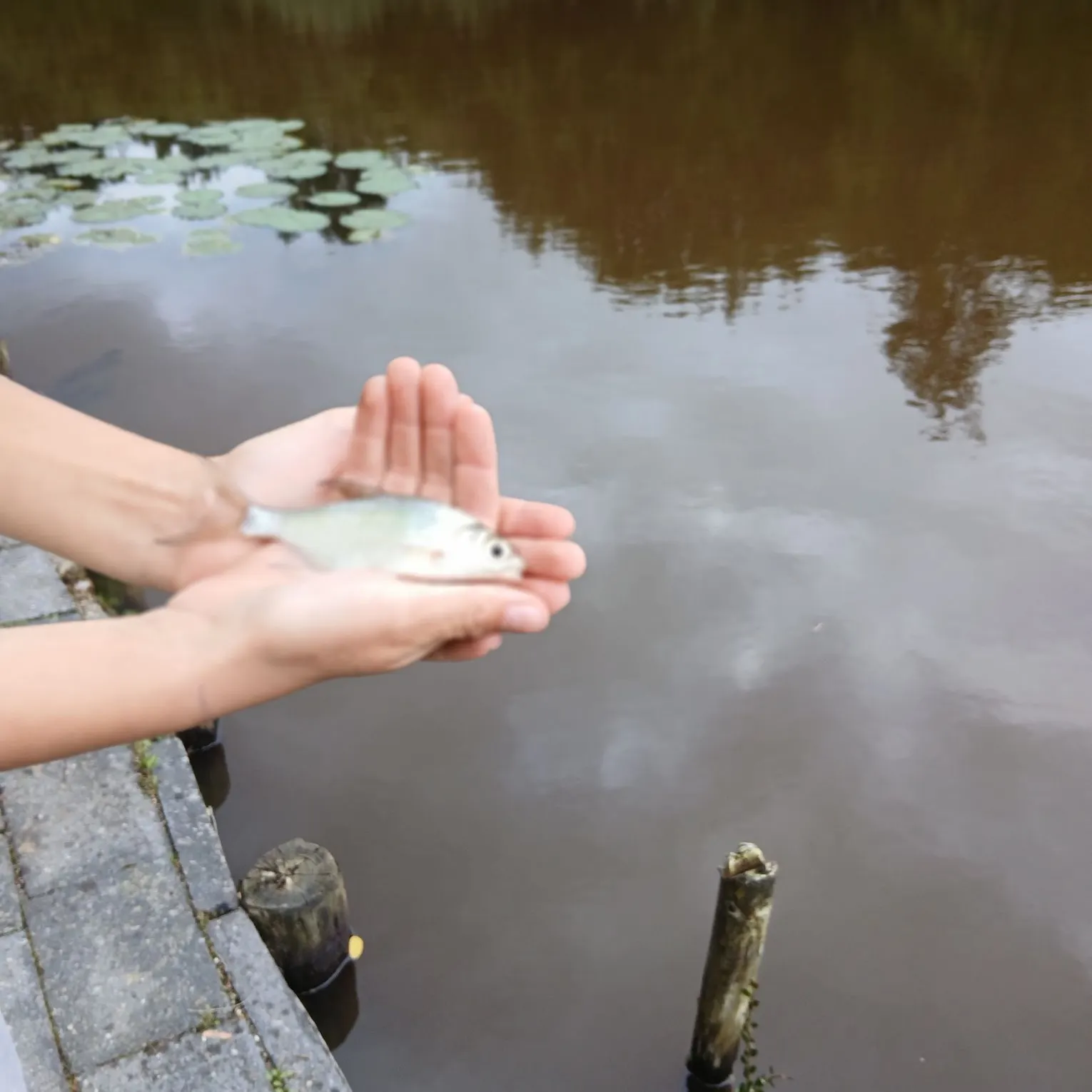 Fish caught on Fishbrain