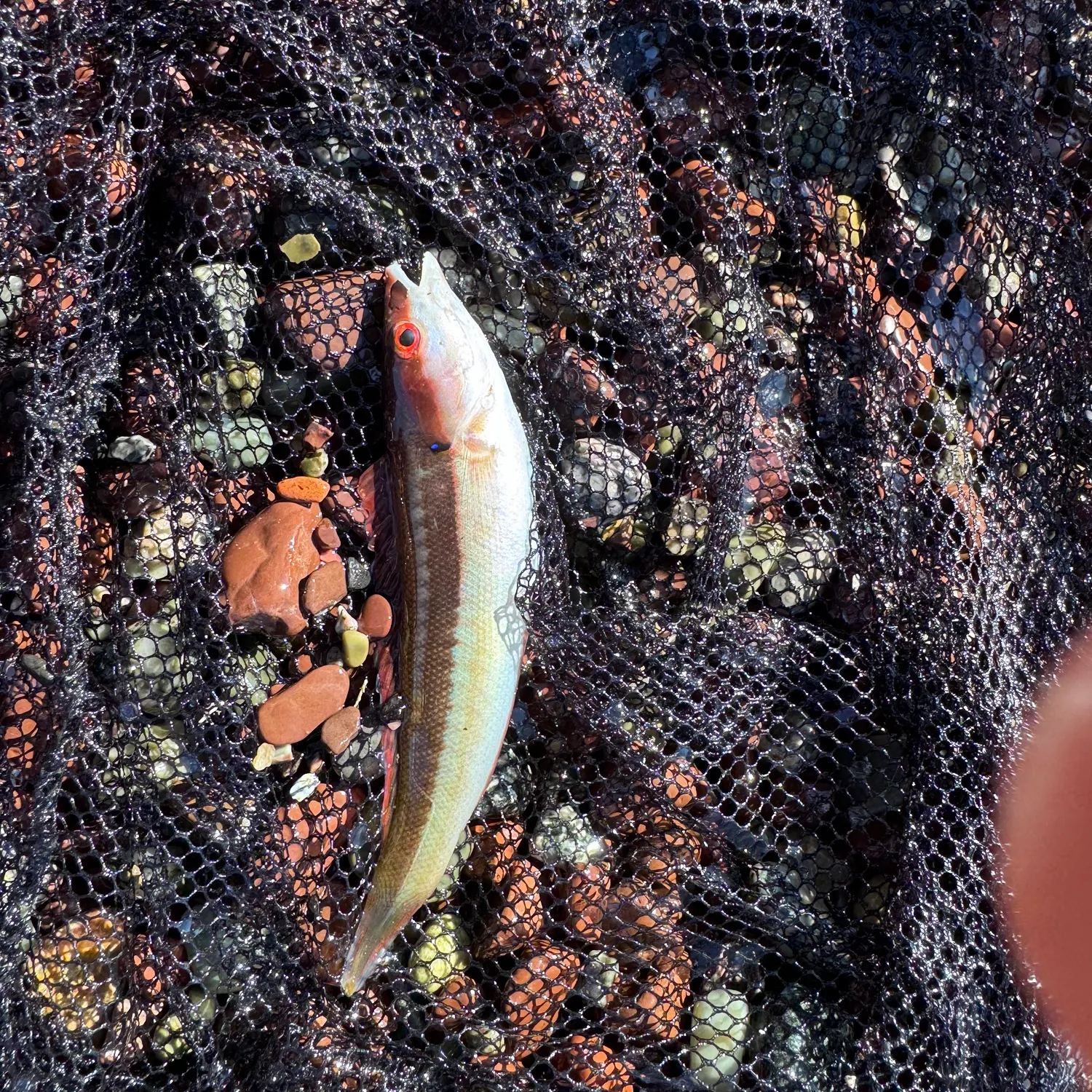 The most recent Ornate wrasse catches on Fishbrain