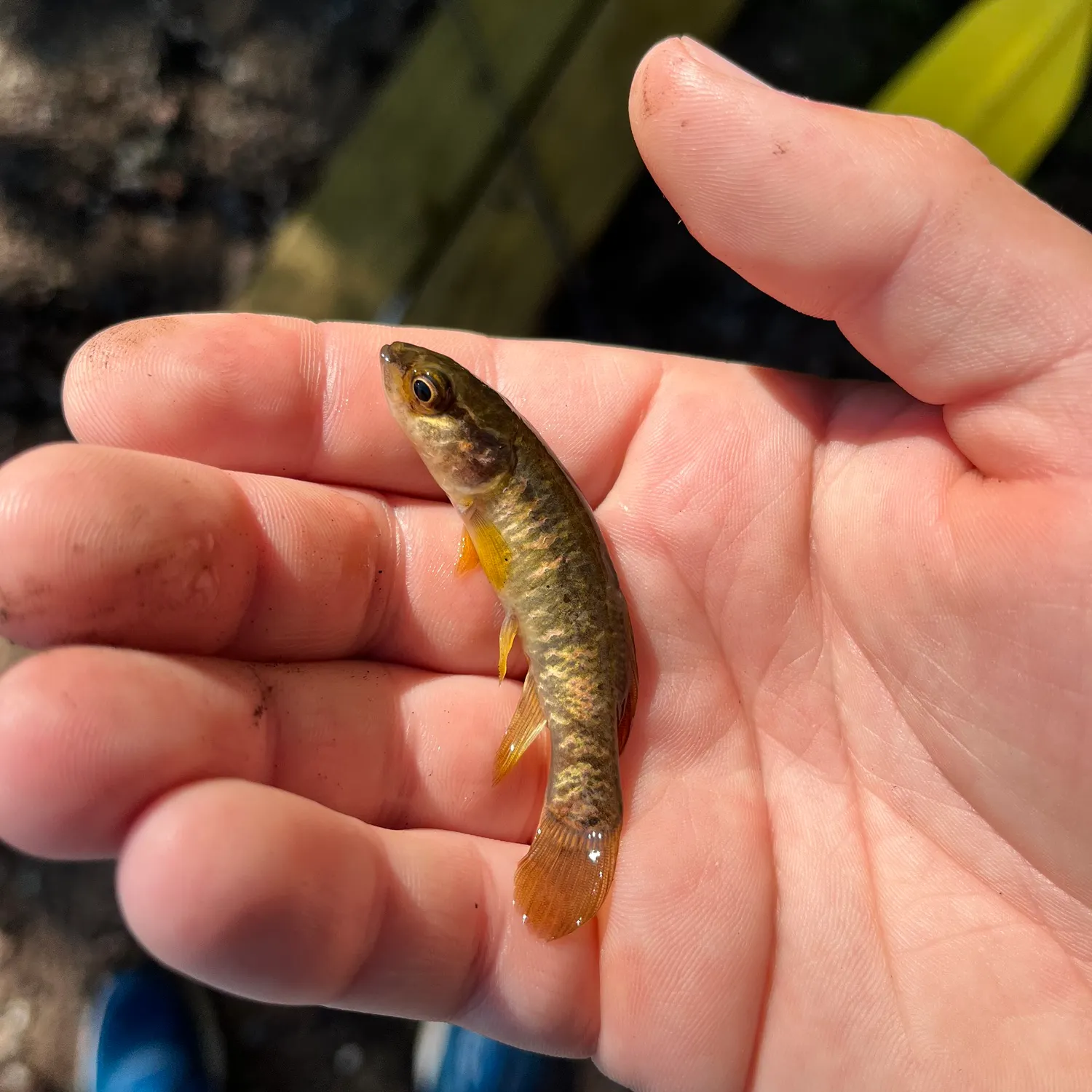 The most recent Central mudminnow catches on Fishbrain