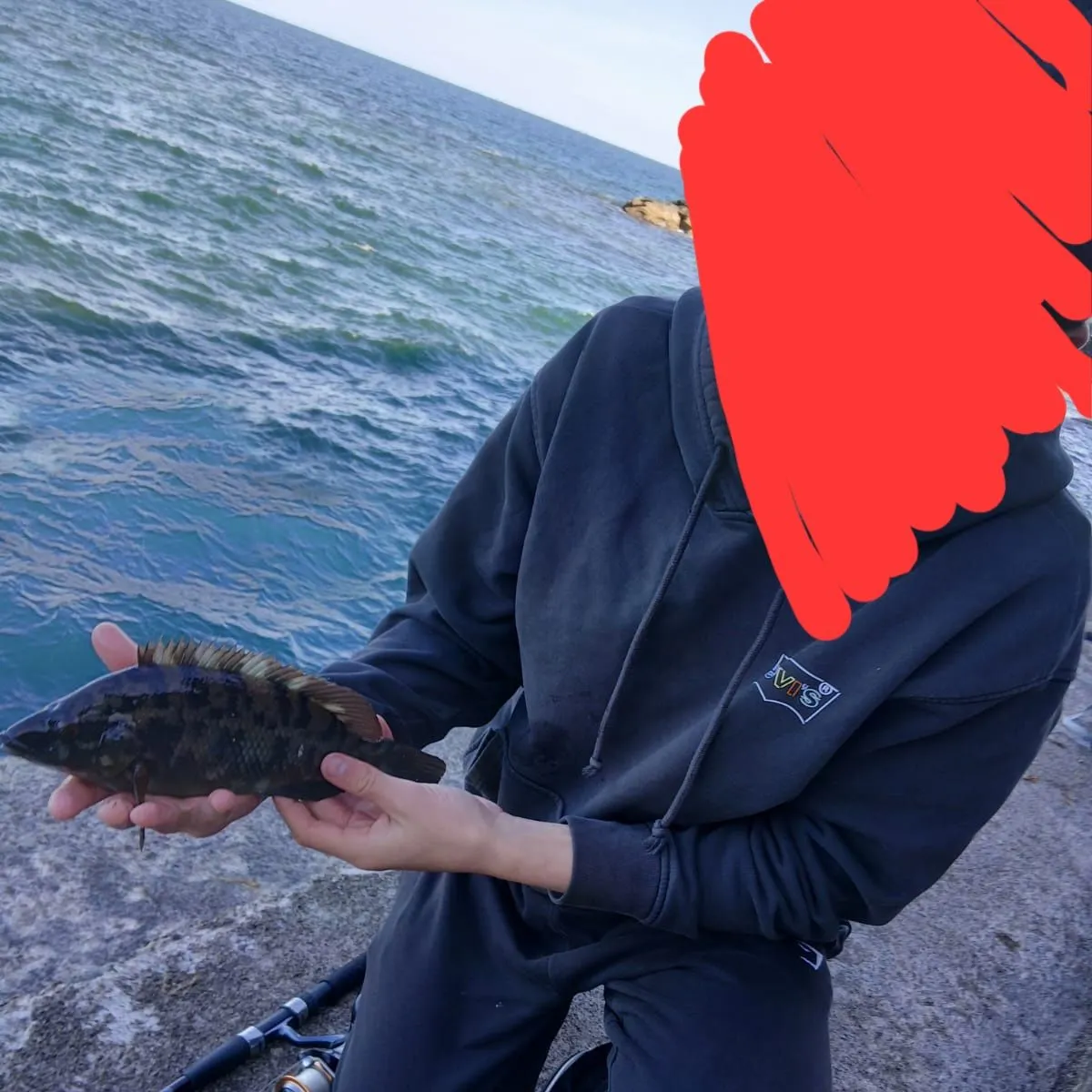 Ballan wrasse caught on Fishbrain
