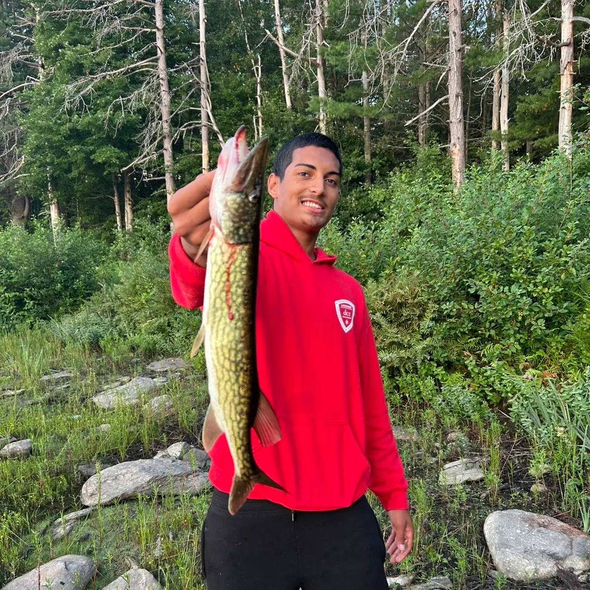 Chain pickerel caught on Fishbrain