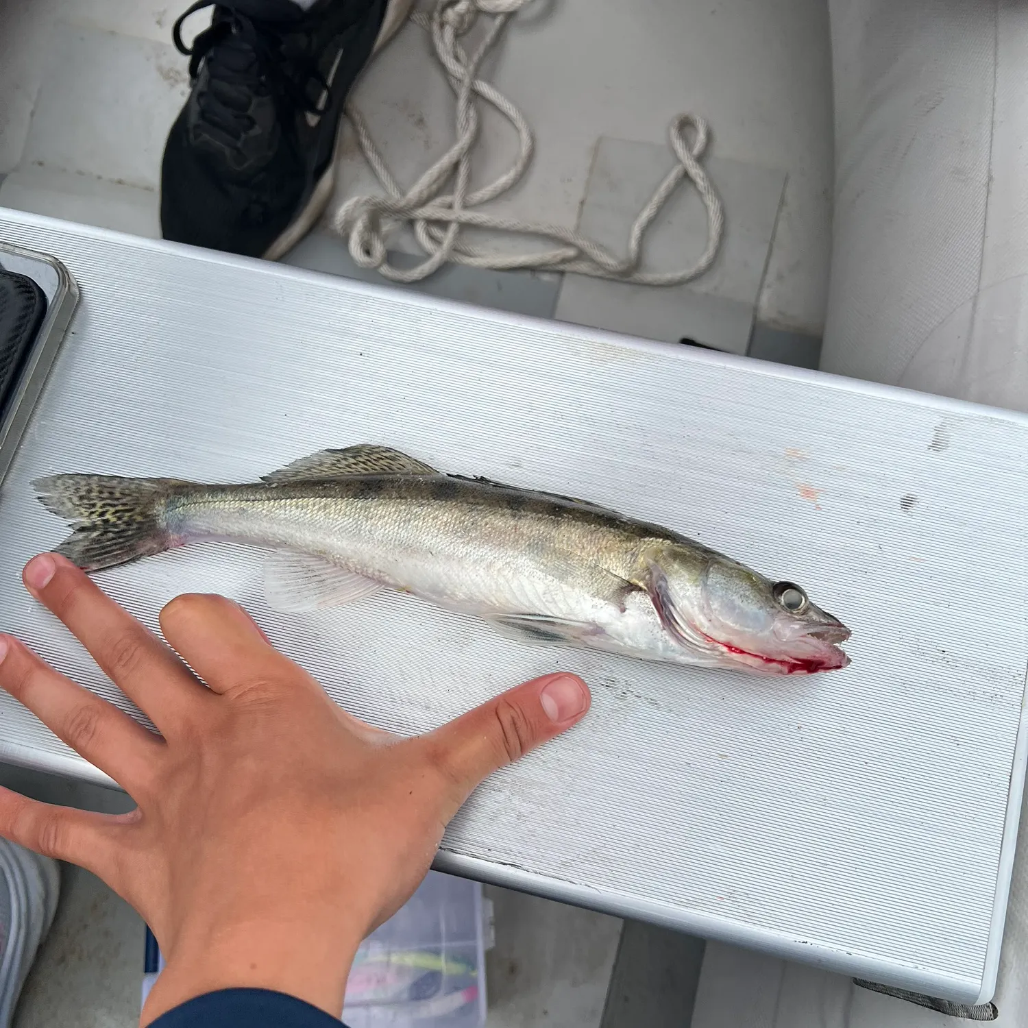 catch