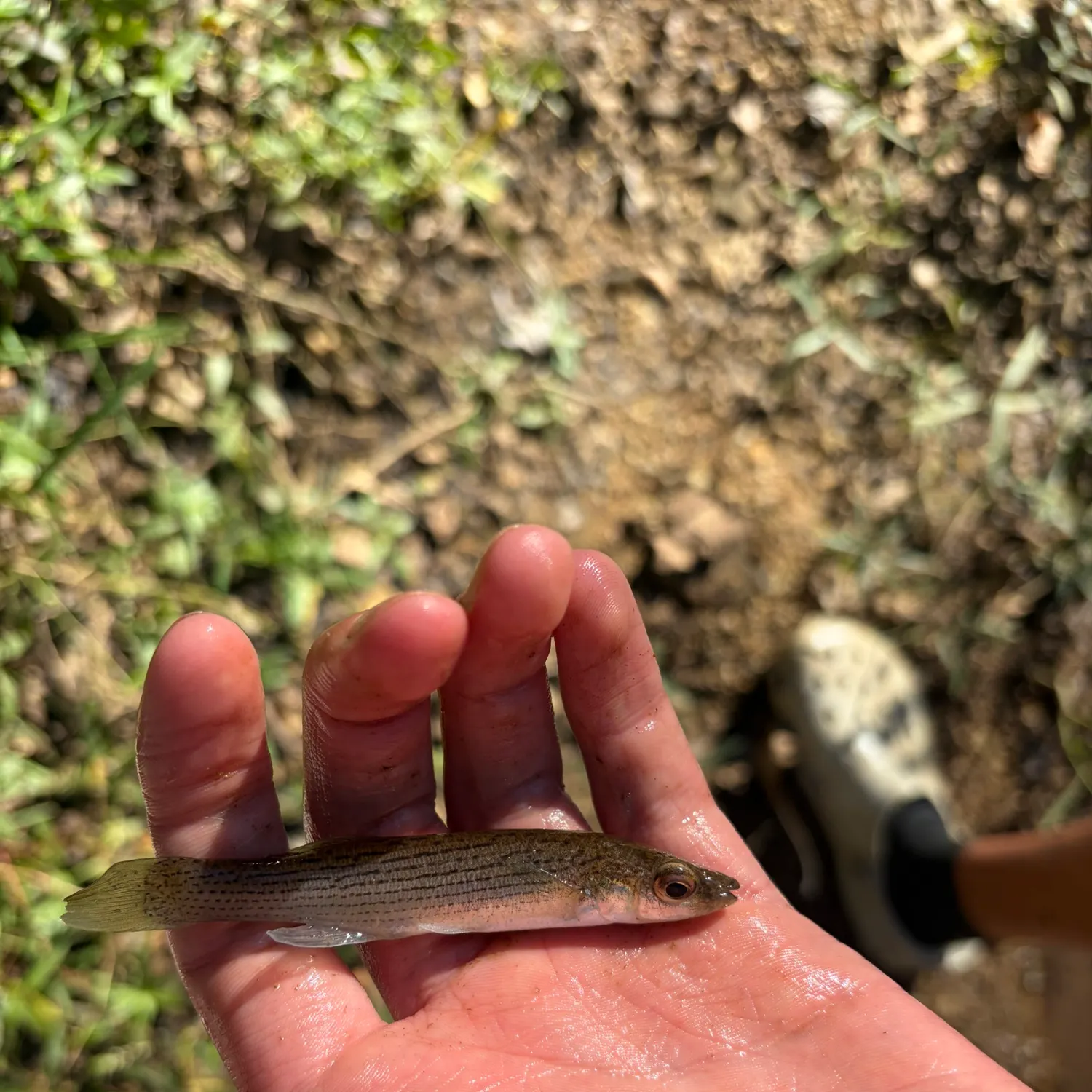 Southern studfish caught on Fishbrain