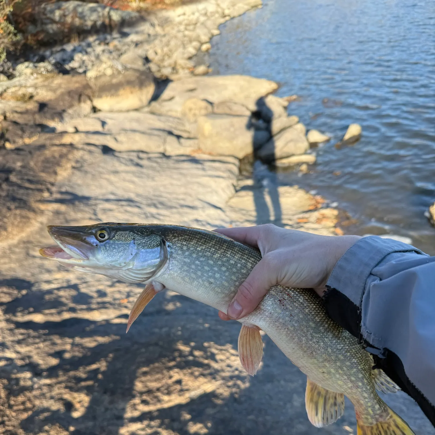 Northern pike caught on Fishbrain