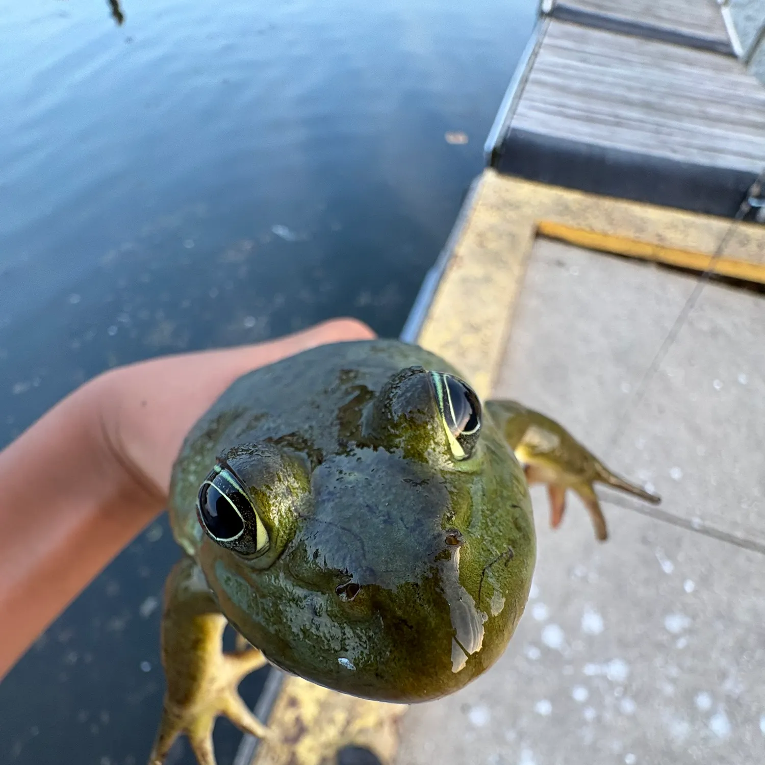 The most recent American bullfrog catches on Fishbrain