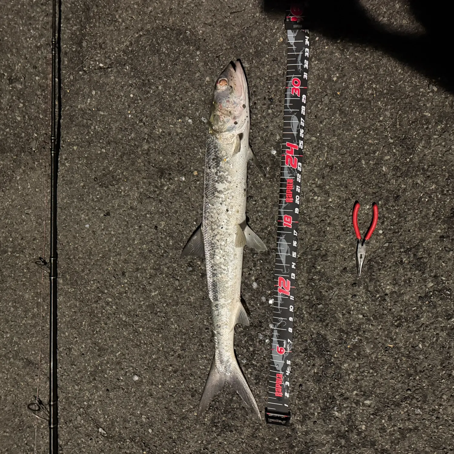 recently logged catches