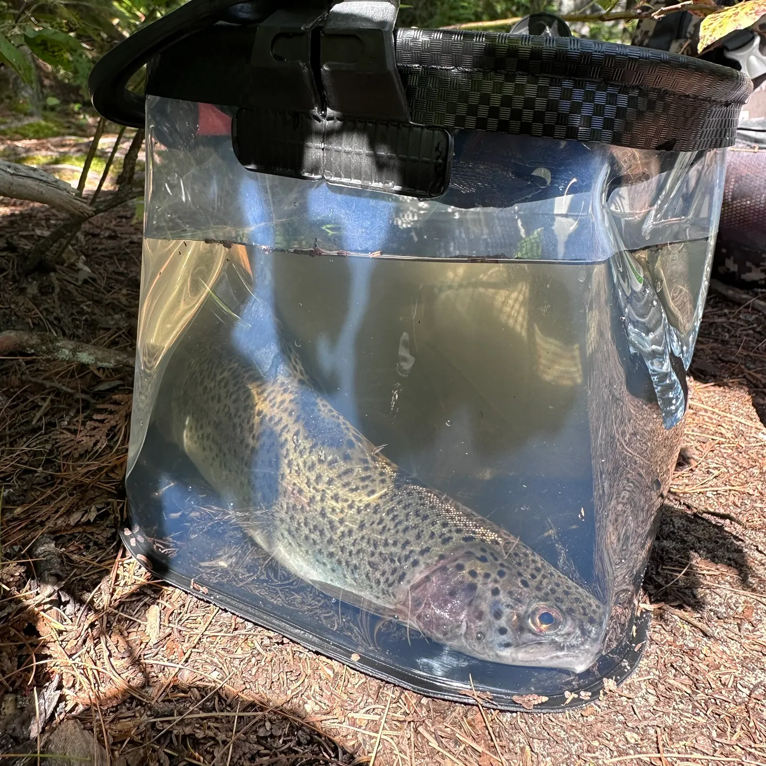 Rainbow trout caught on Fishbrain