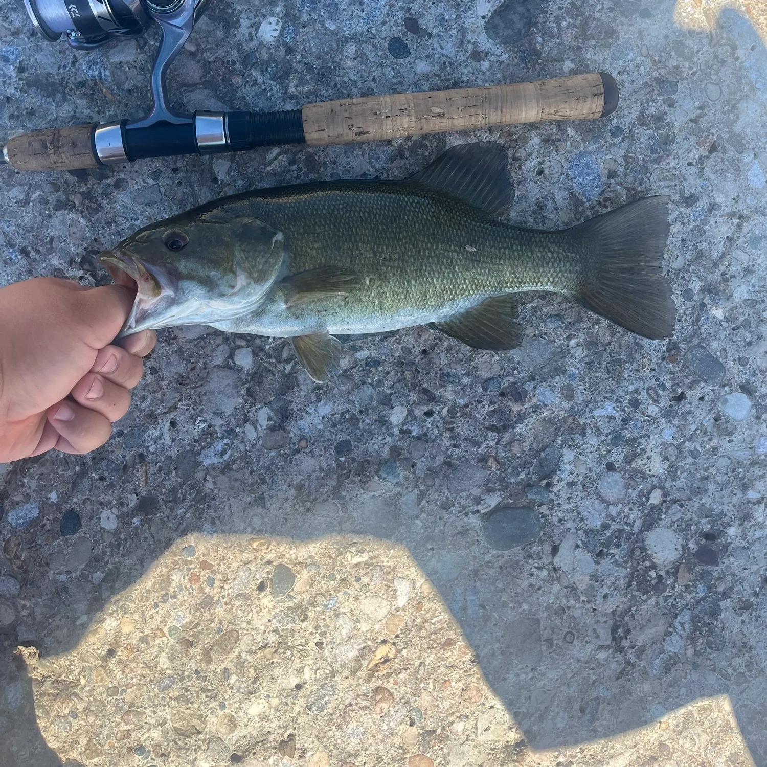 Smallmouth bass caught on Fishbrain
