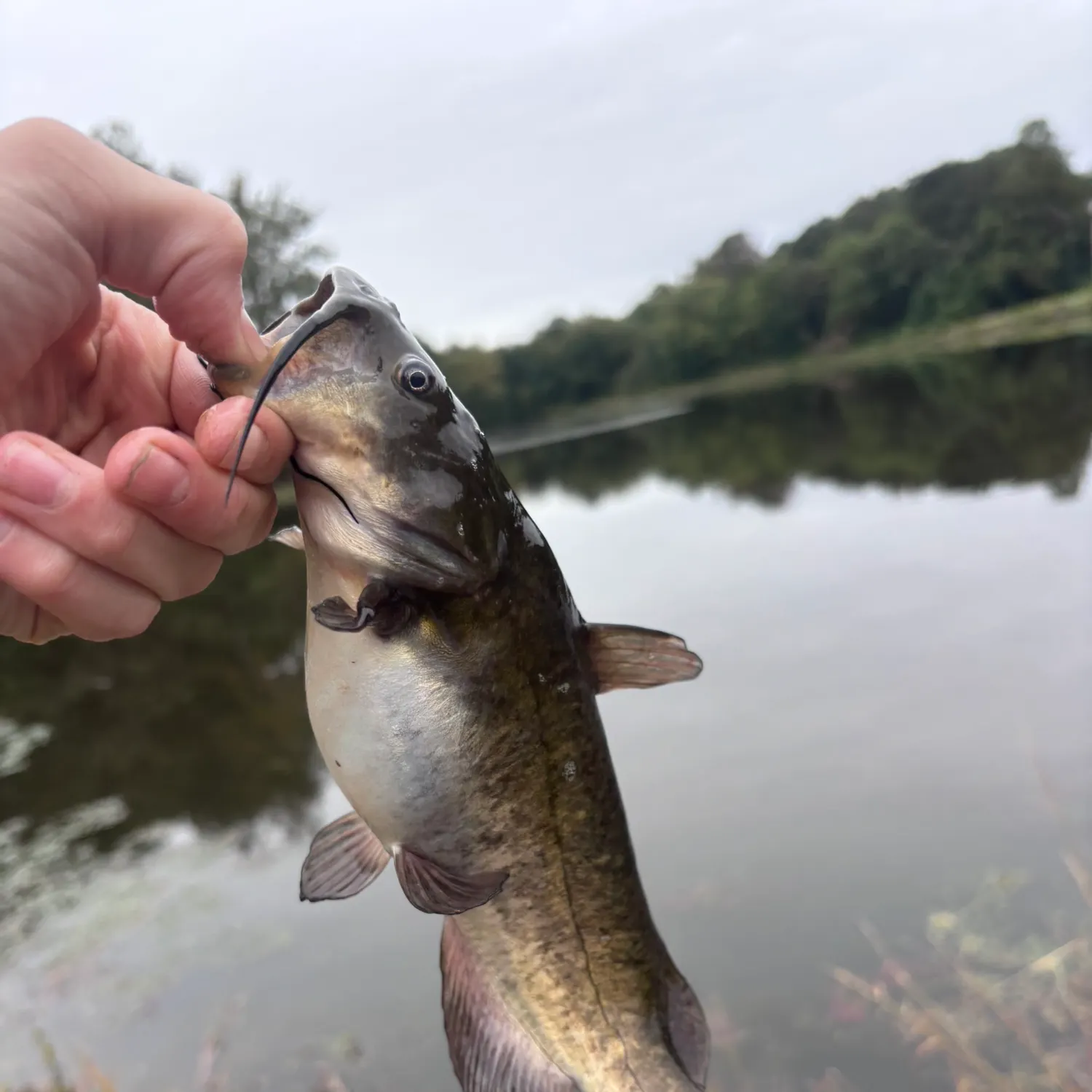 Brown bullhead caught on Fishbrain