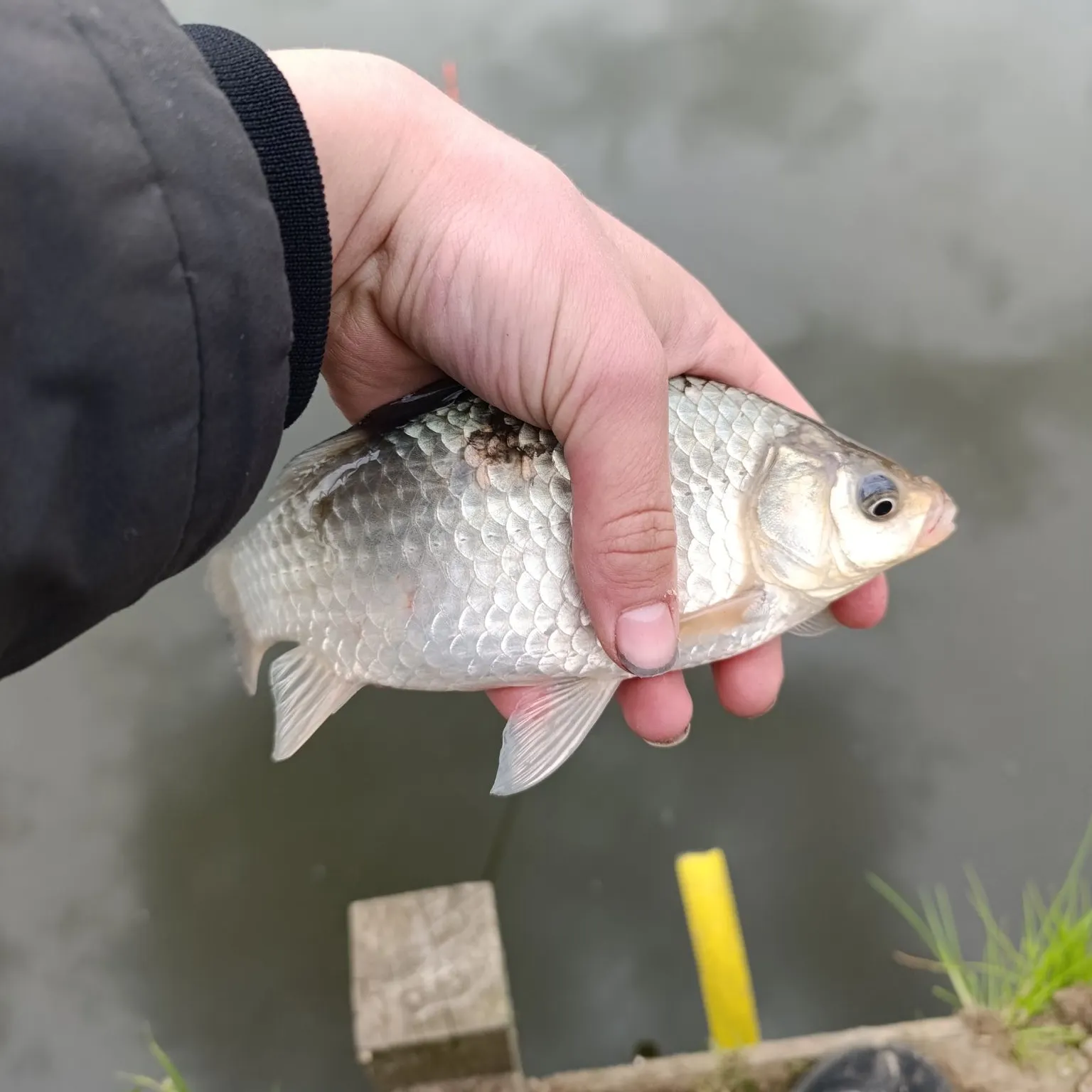 Prussian carp caught on Fishbrain
