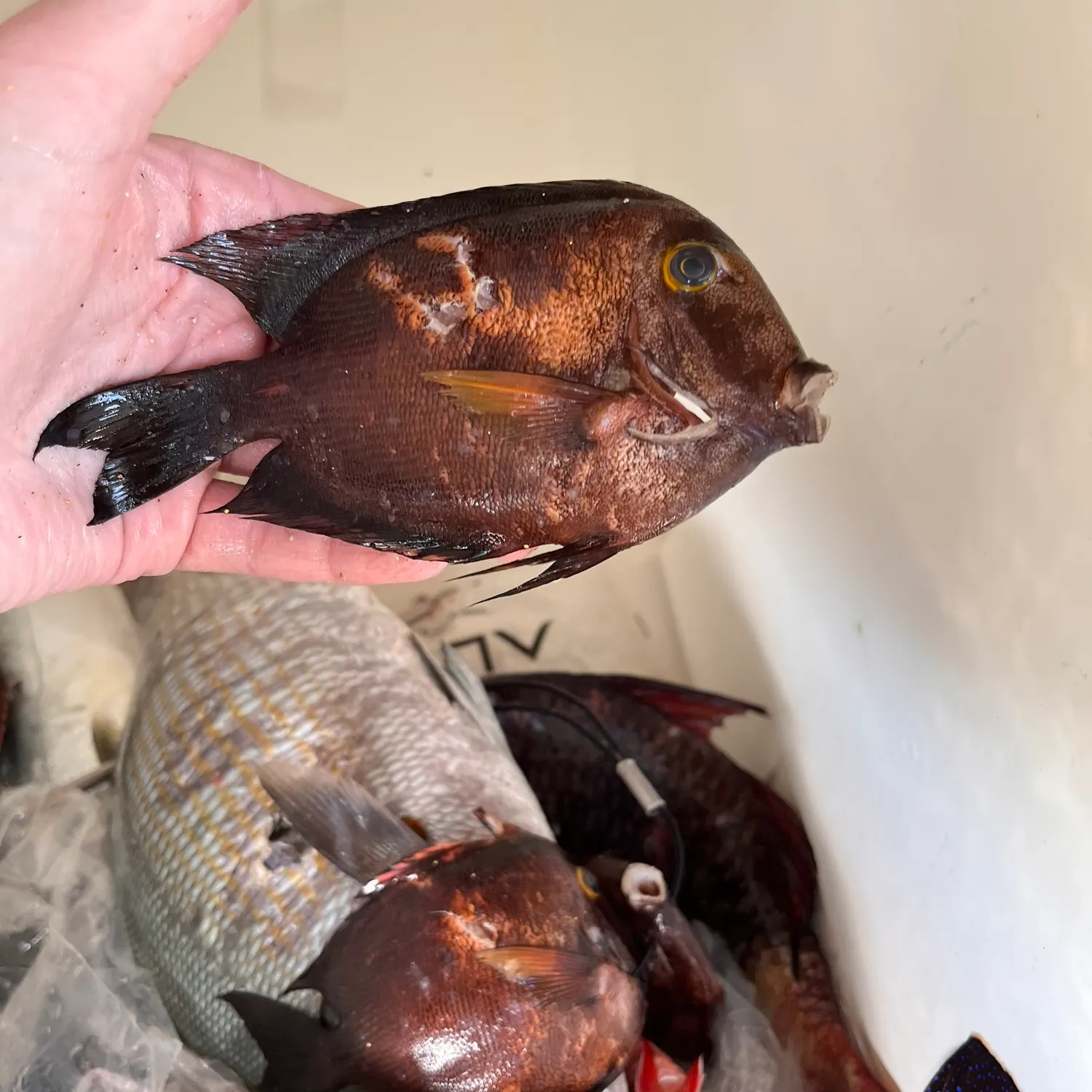 recently logged catches