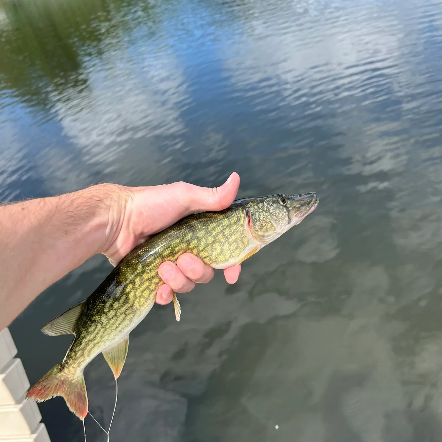 Chain pickerel caught on Fishbrain