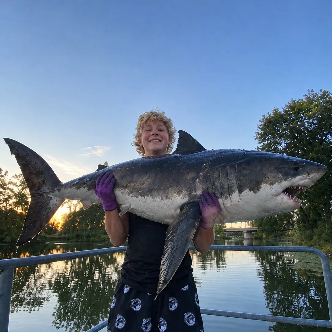 Great white shark caught on Fishbrain