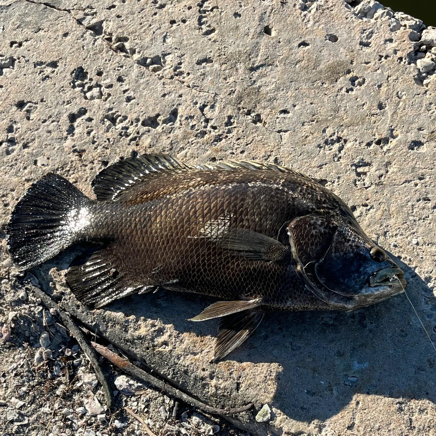 The most recent Atlantic tripletail catches on Fishbrain