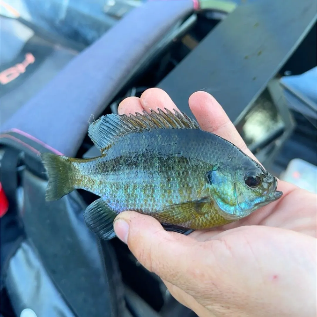 Bluegill caught on Fishbrain