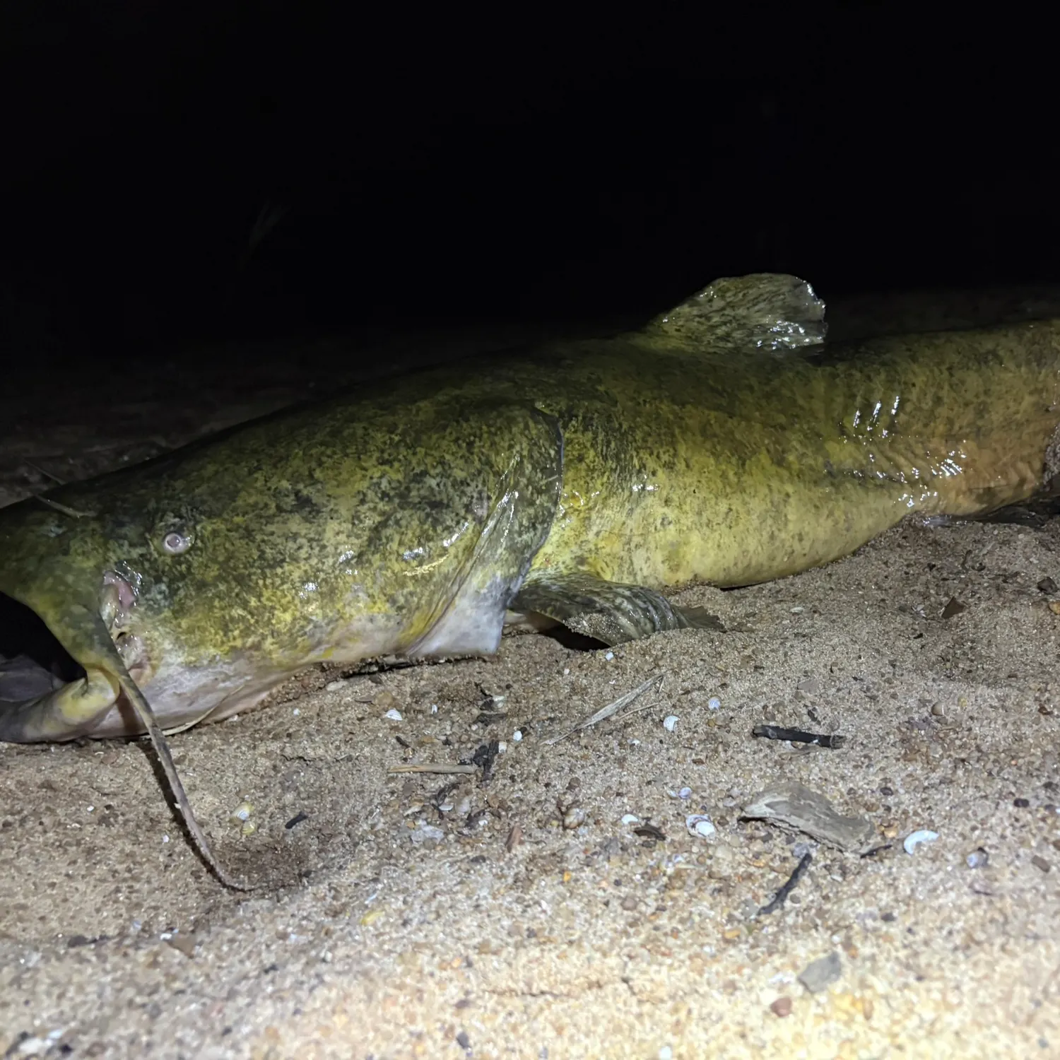 The most recent Flathead catfish catches on Fishbrain