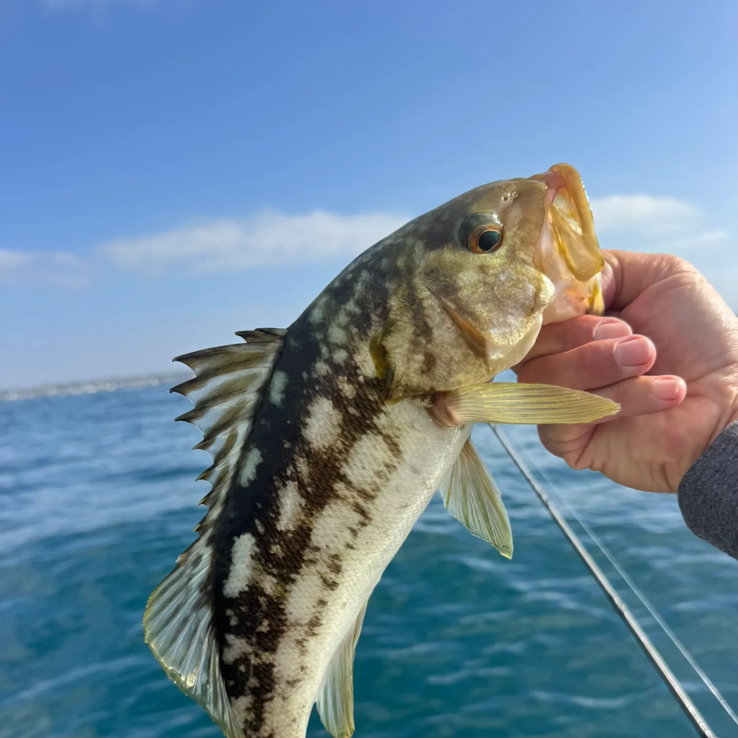 Kelp bass caught on Fishbrain