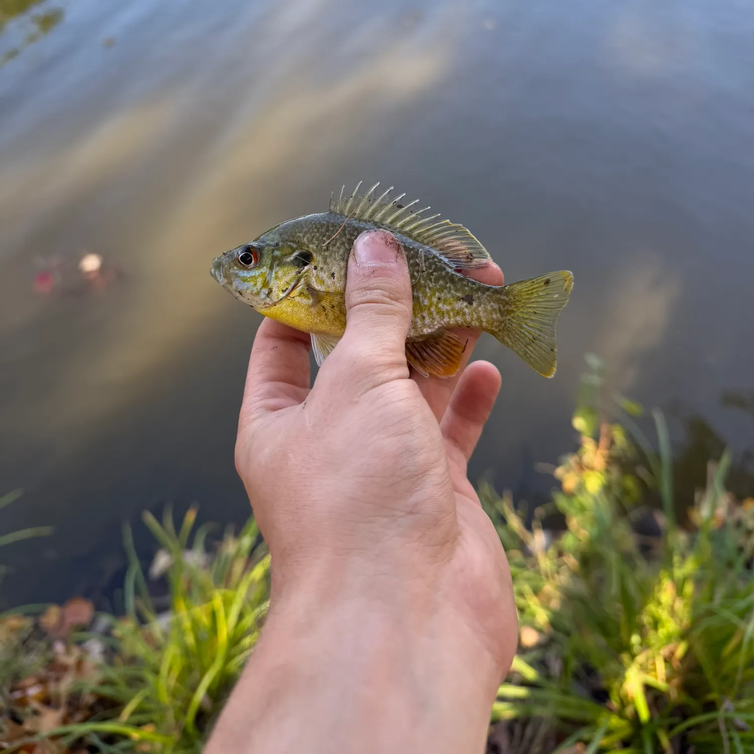 Greengill hybrid caught on Fishbrain