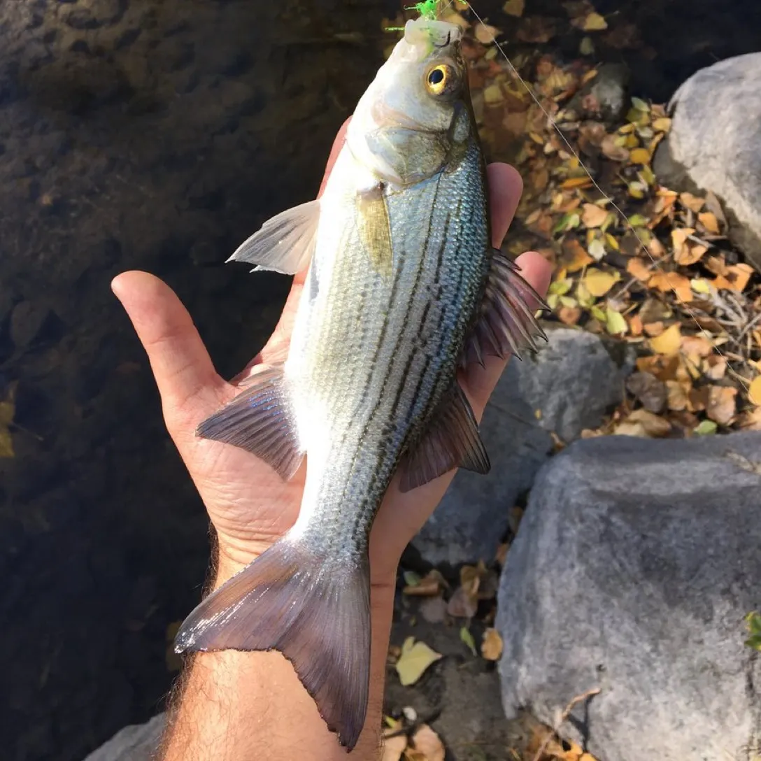 The most recent Yellow bass catches on Fishbrain