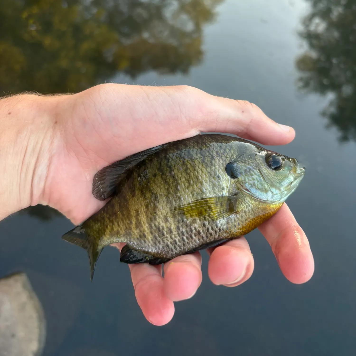 Bluegill caught on Fishbrain