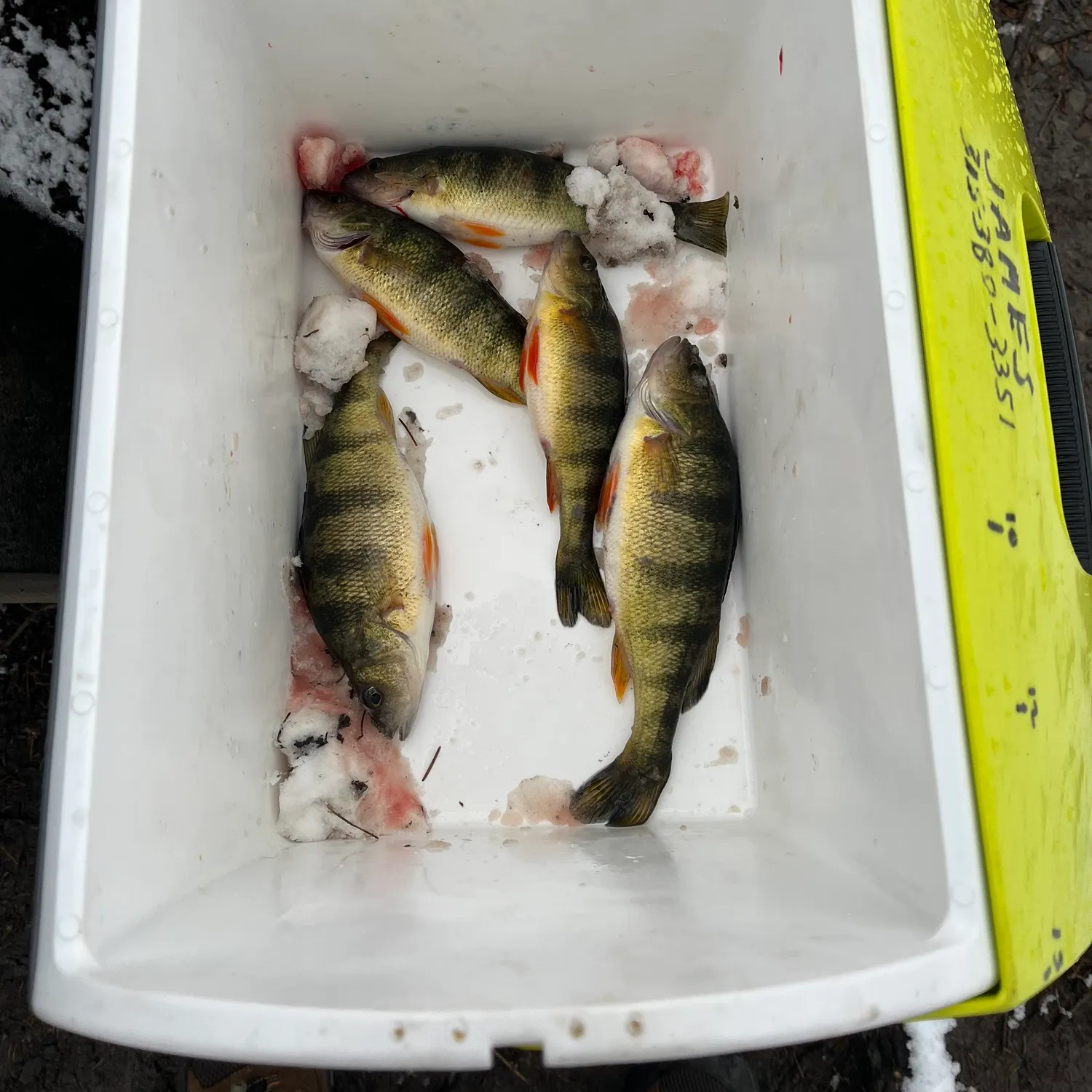 recently logged catches