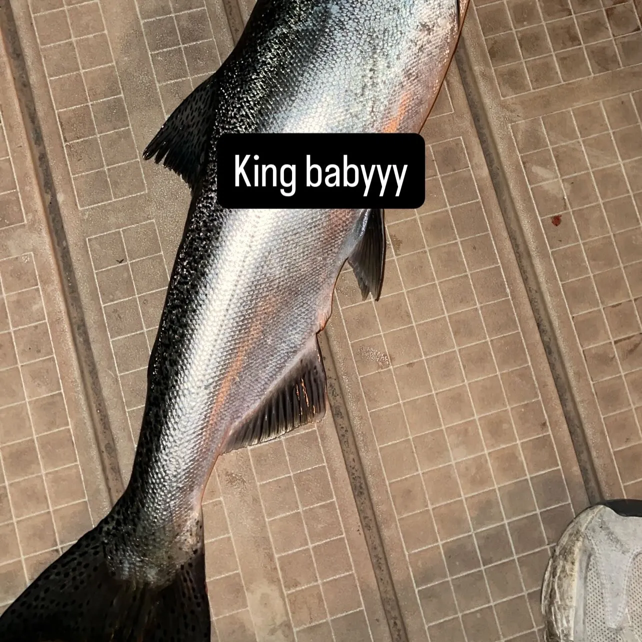 Chinook salmon caught on Fishbrain