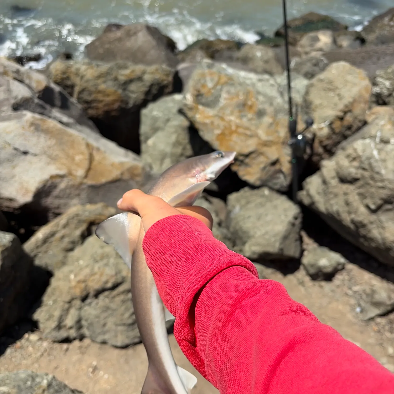 The most recent Brown smooth-hound catches on Fishbrain