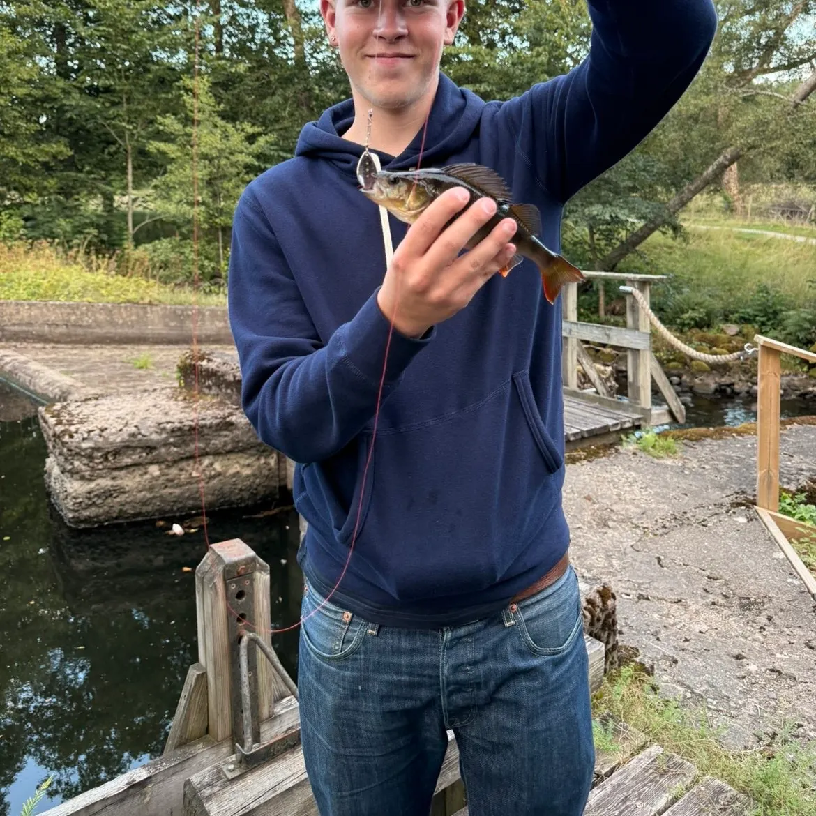 European perch caught on Fishbrain