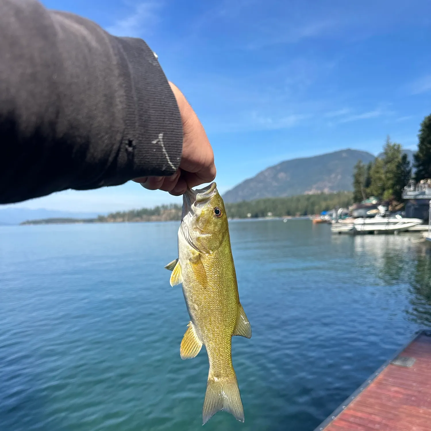 Smallmouth bass caught on Fishbrain