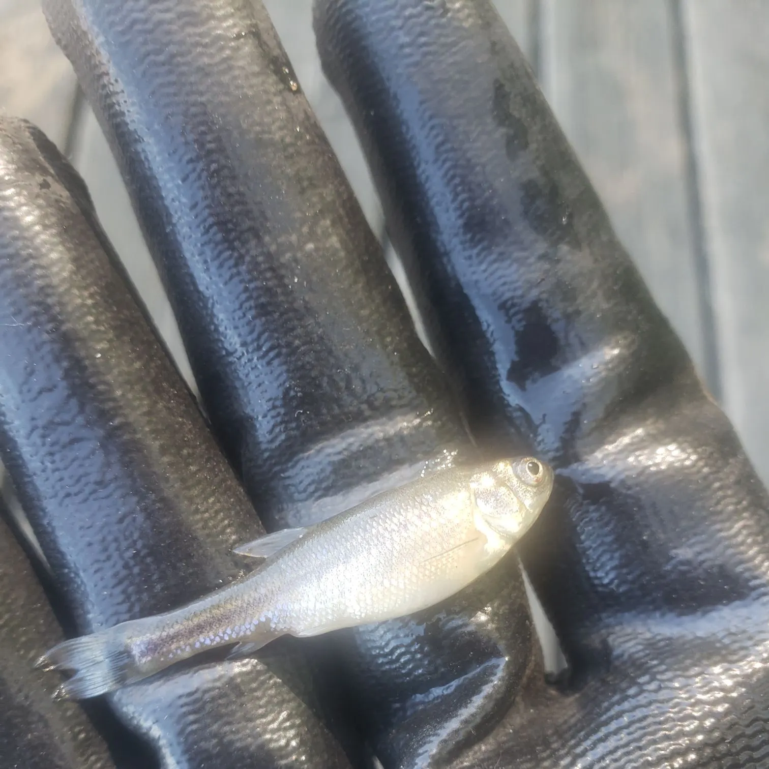 Fathead minnow caught on Fishbrain