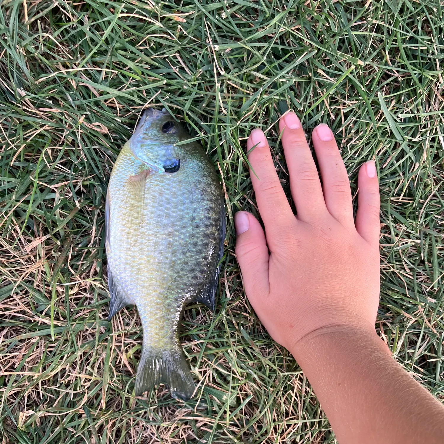 Bluegill caught on Fishbrain
