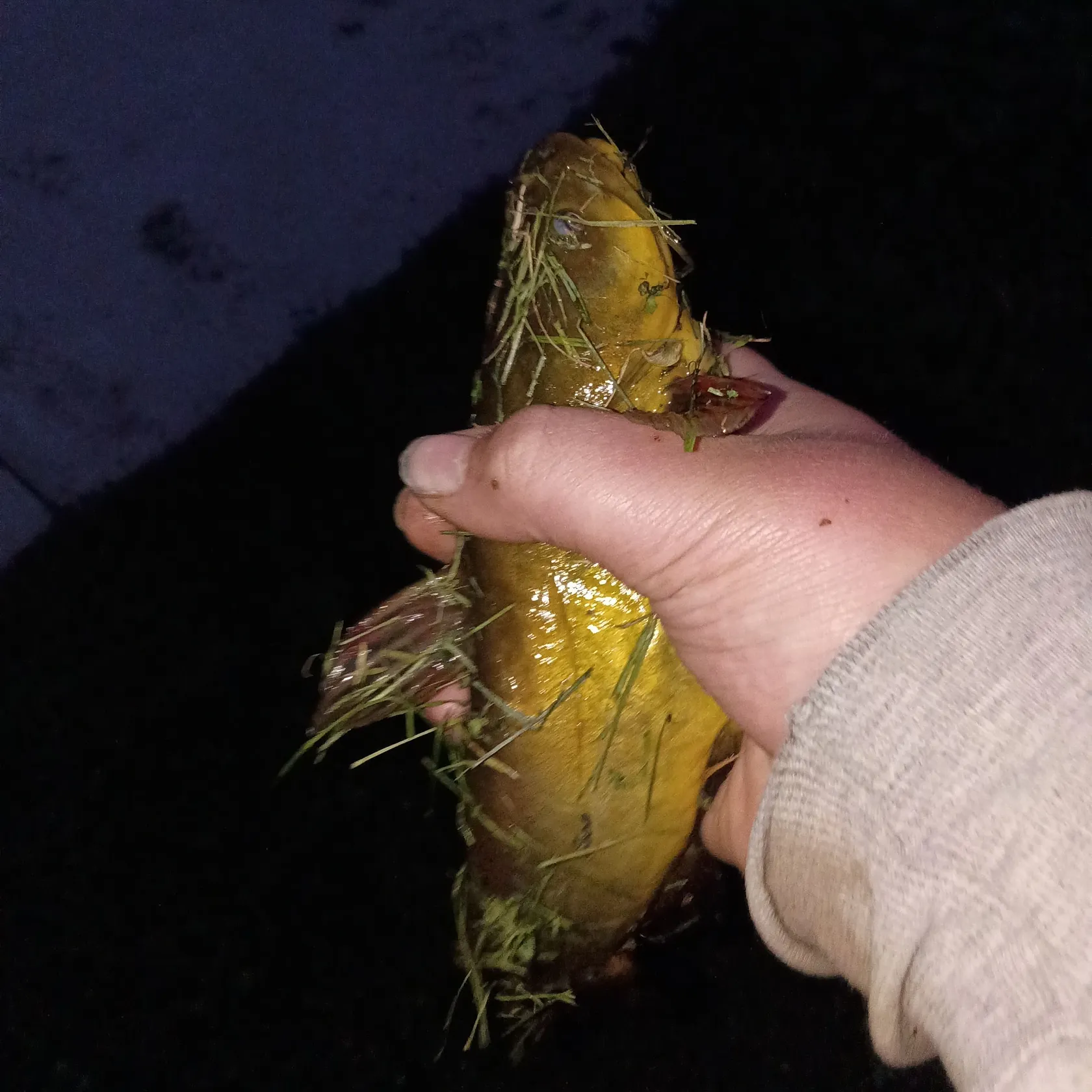 Yellow bullhead caught on Fishbrain