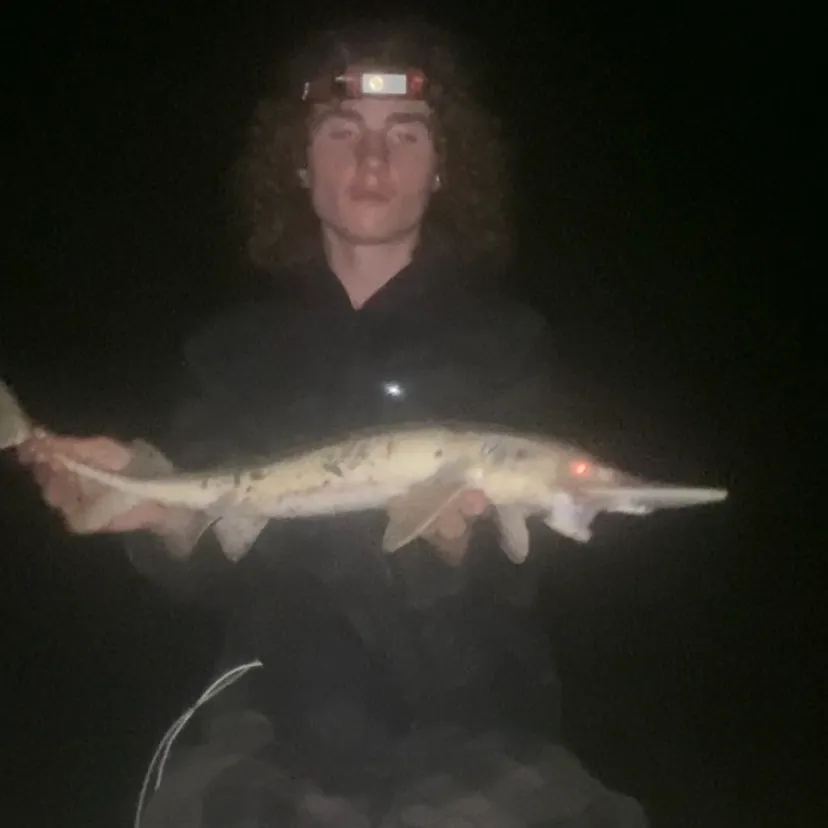 The most recent Shovelnose sturgeon catches on Fishbrain