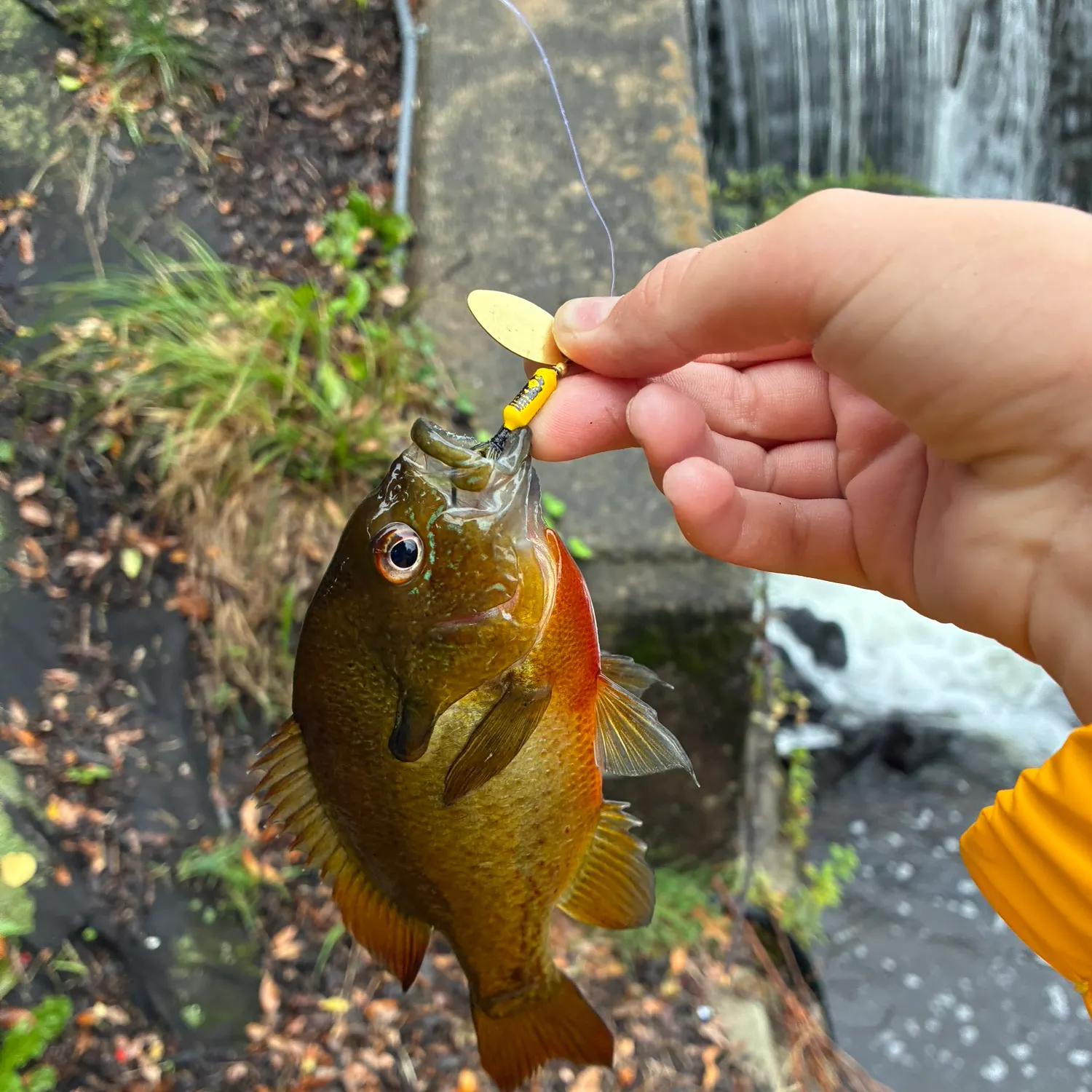 Redbreast sunfish caught on Fishbrain