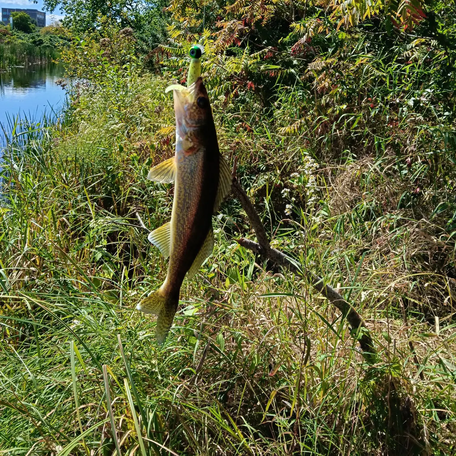 Walleye caught on Fishbrain