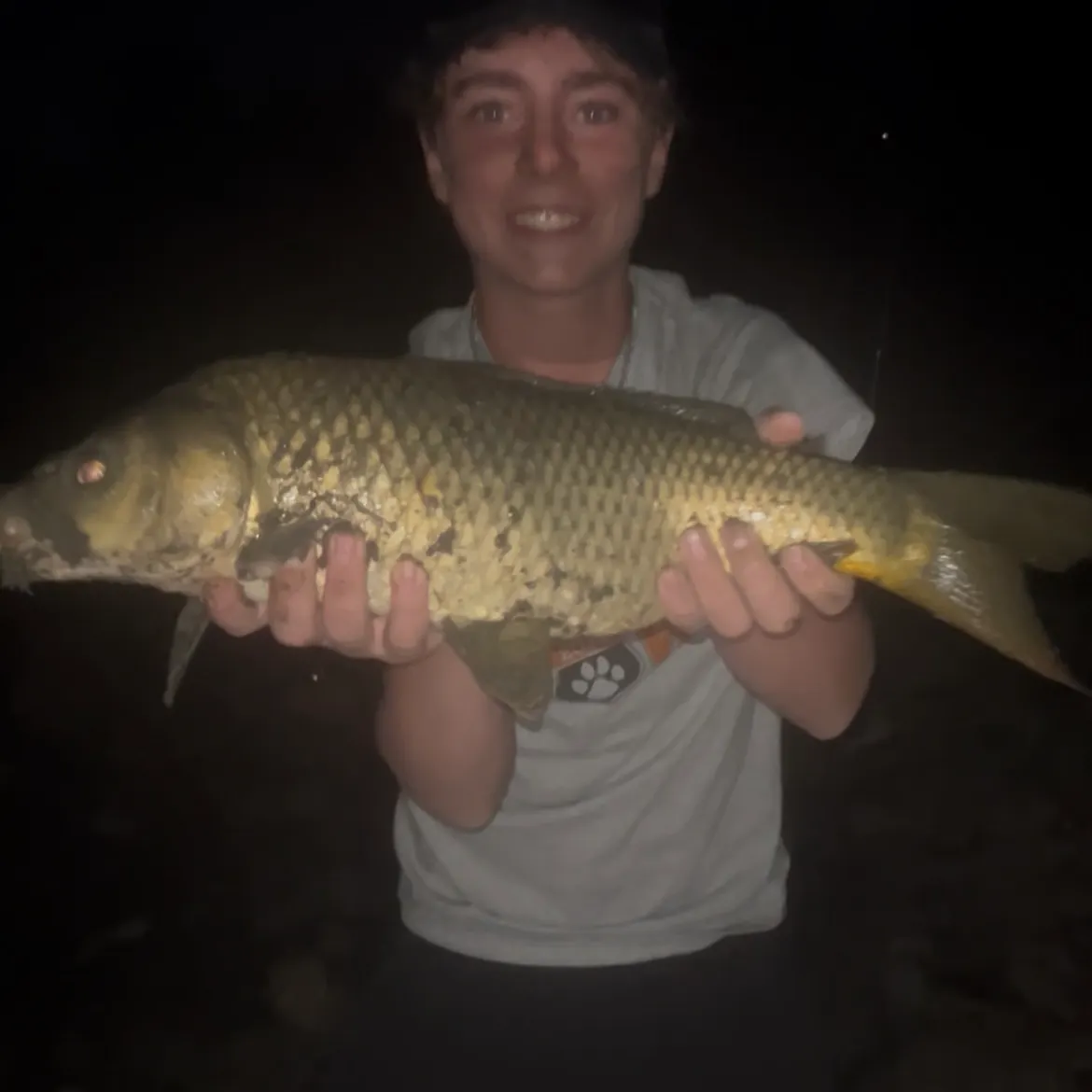 Common carp caught on Fishbrain