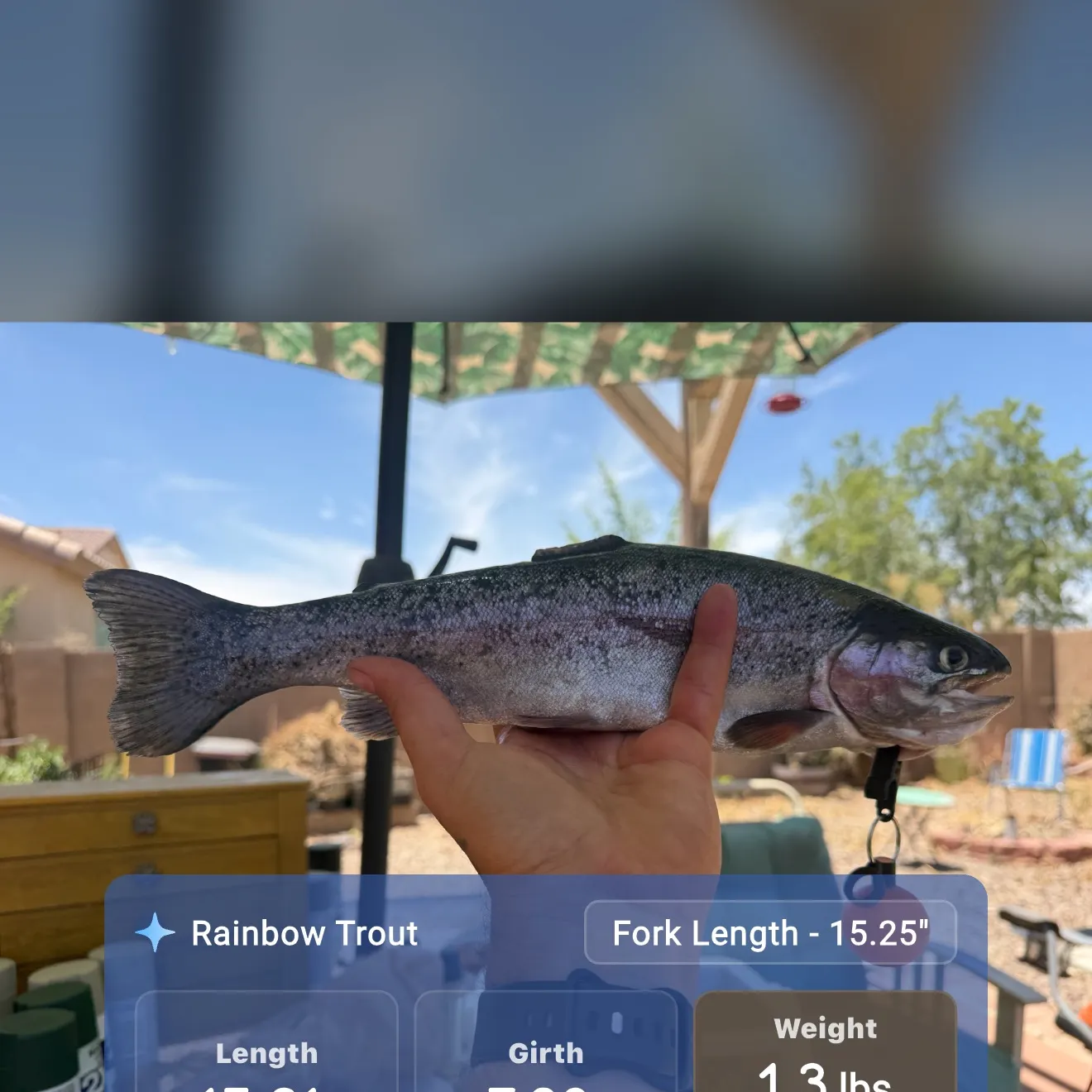 recently logged catches