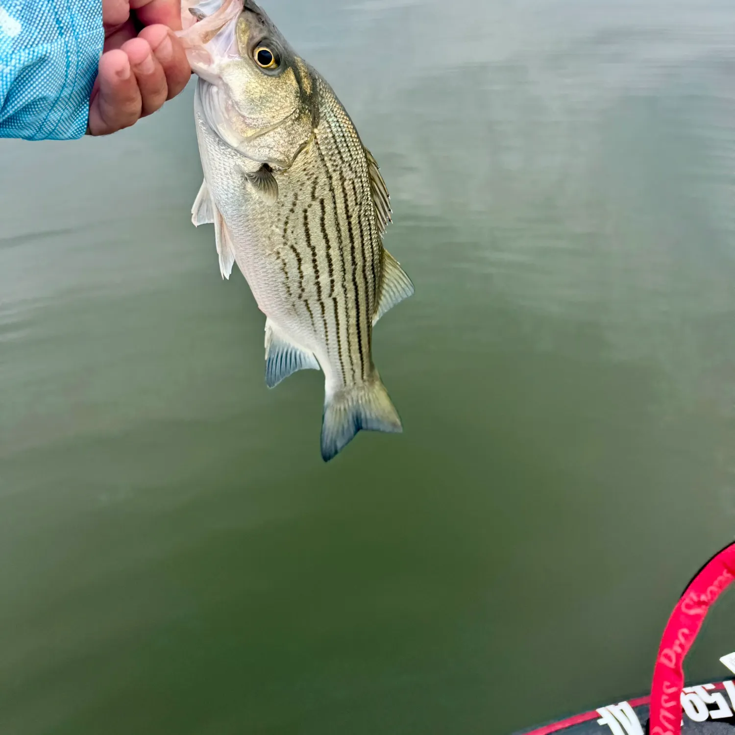 Wiper caught on Fishbrain
