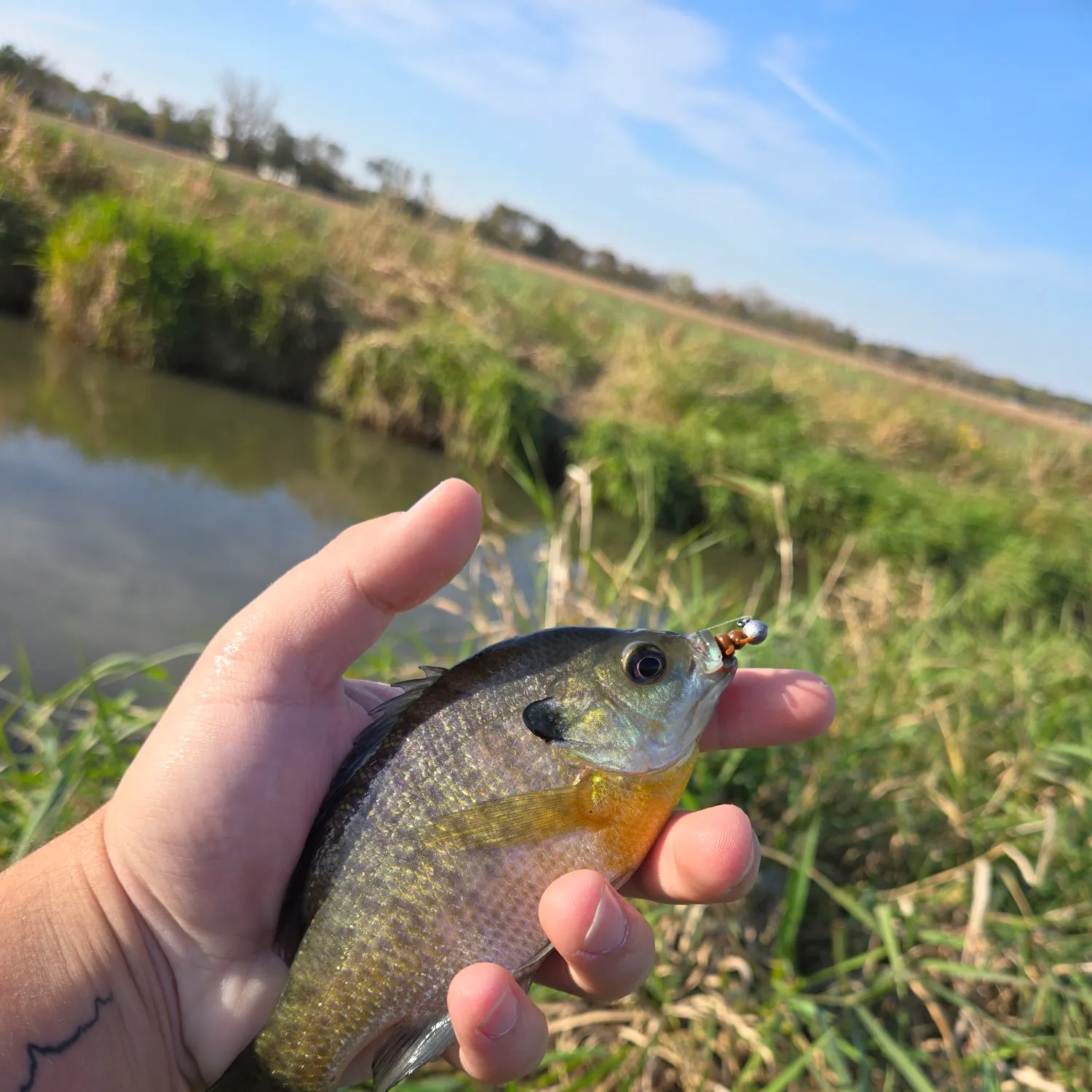 Bluegill caught on Fishbrain