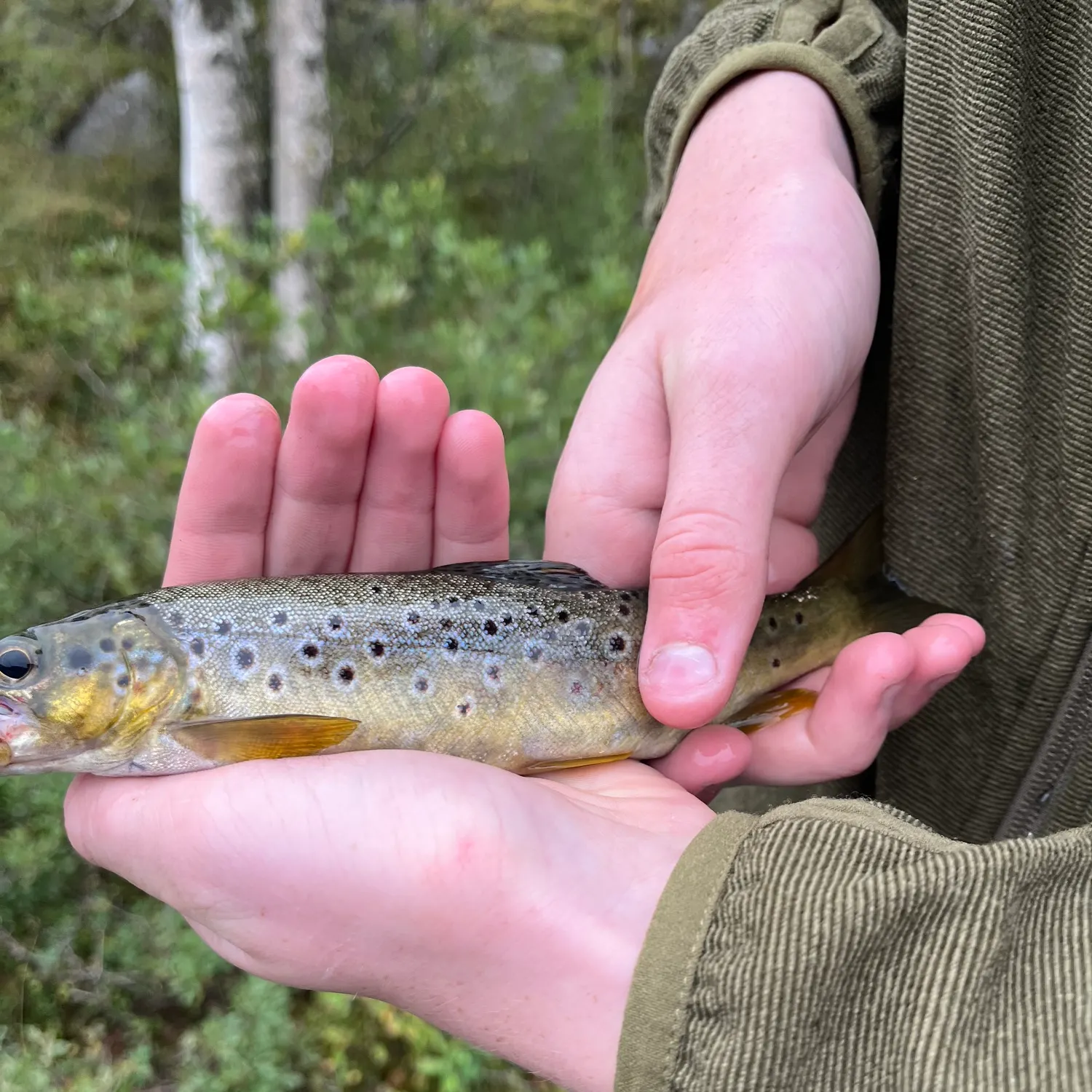 Brown trout caught on Fishbrain