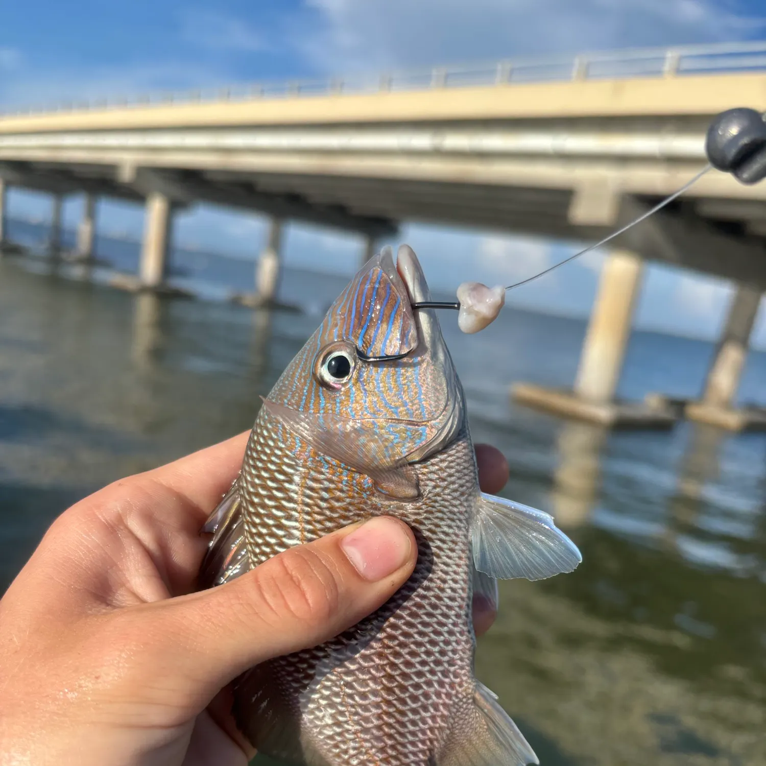 White grunt caught on Fishbrain