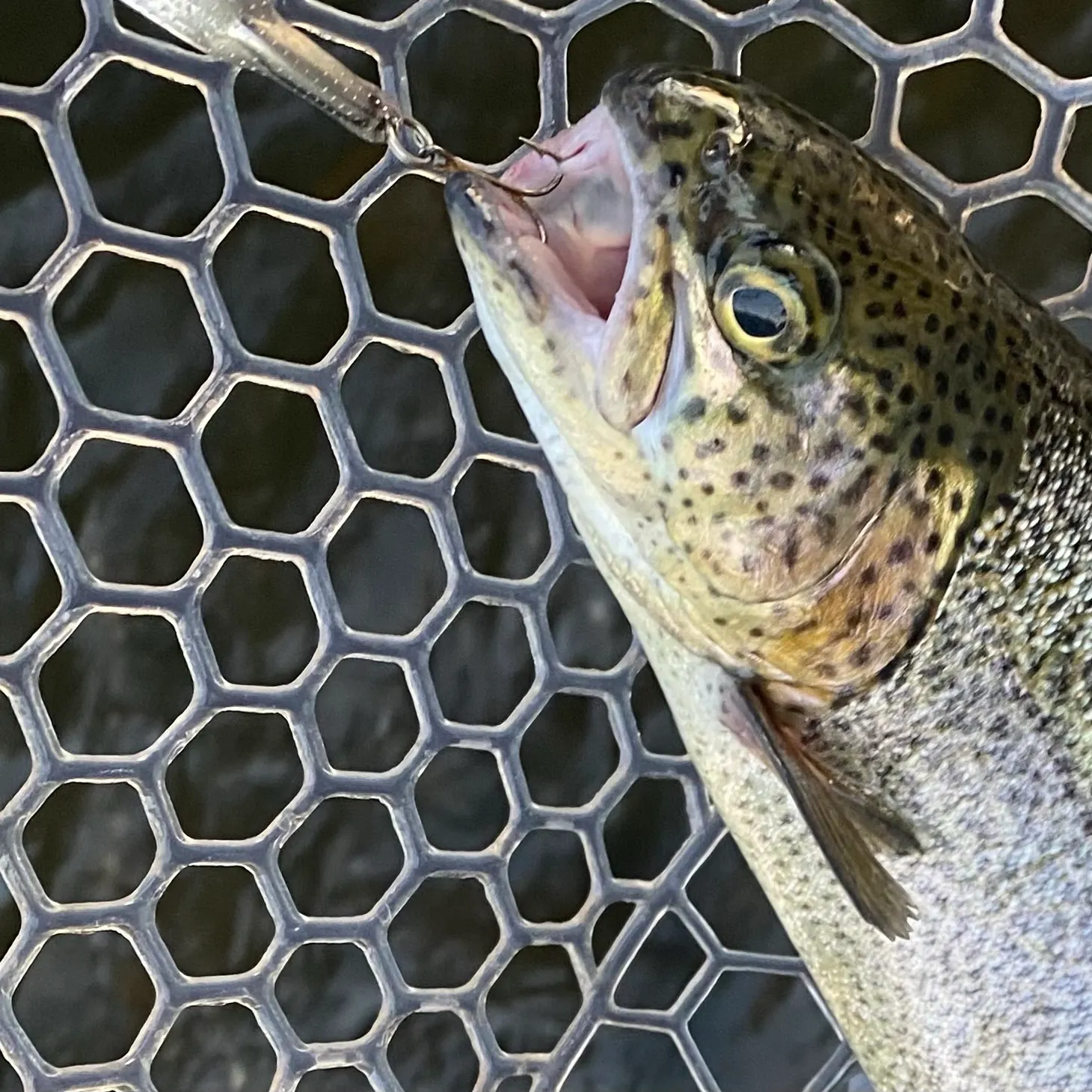 Rainbow trout caught on Fishbrain