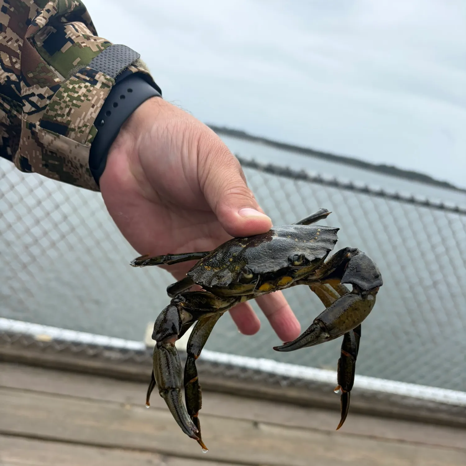 The most recent Dungeness crab catches on Fishbrain