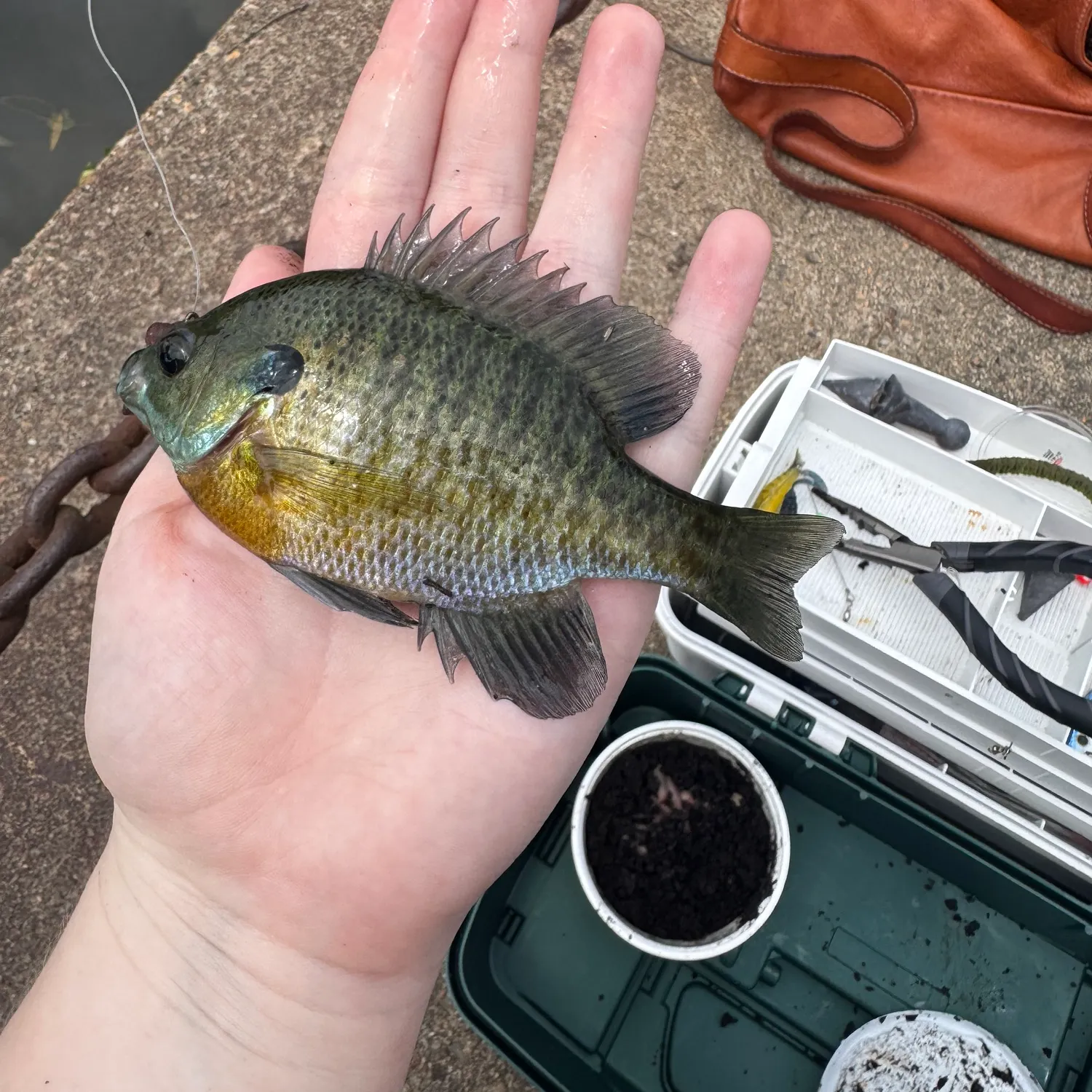 Bluegill caught on Fishbrain