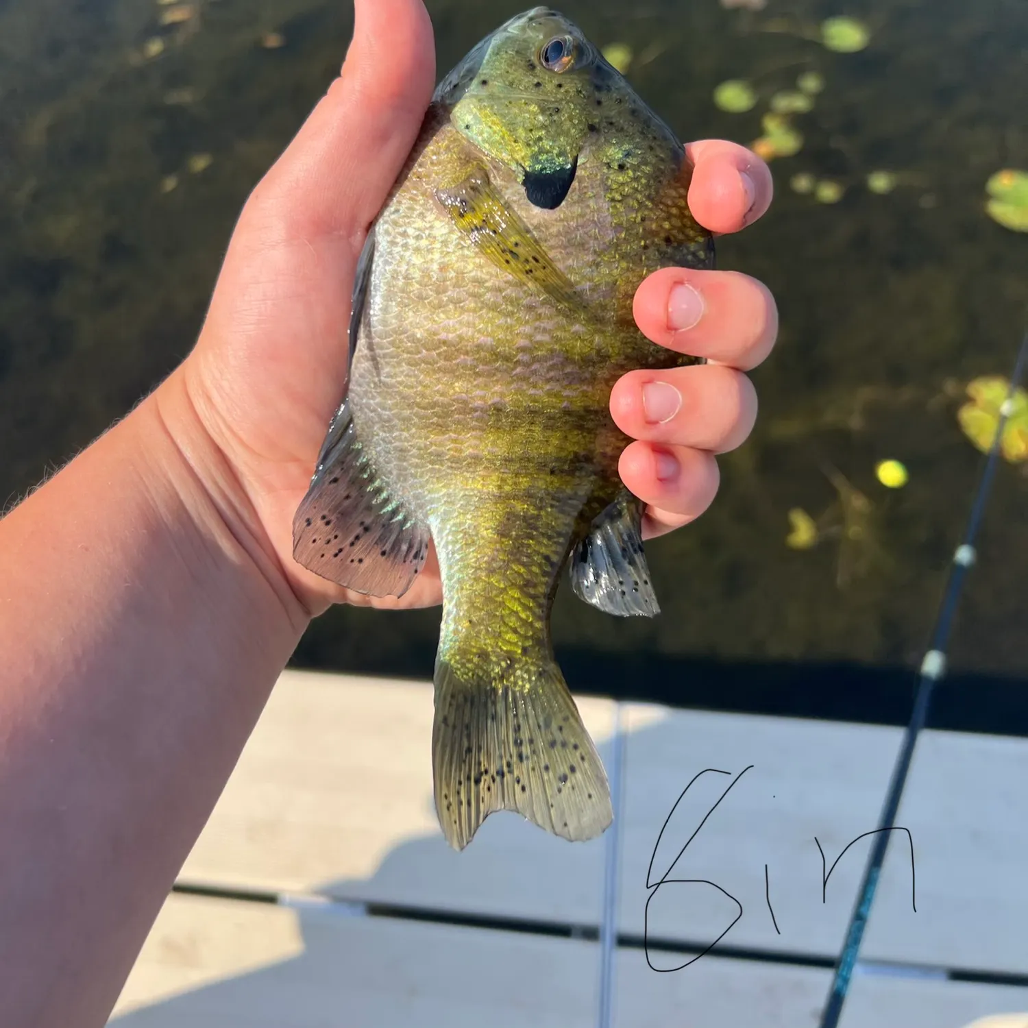 Bluegill caught on Fishbrain