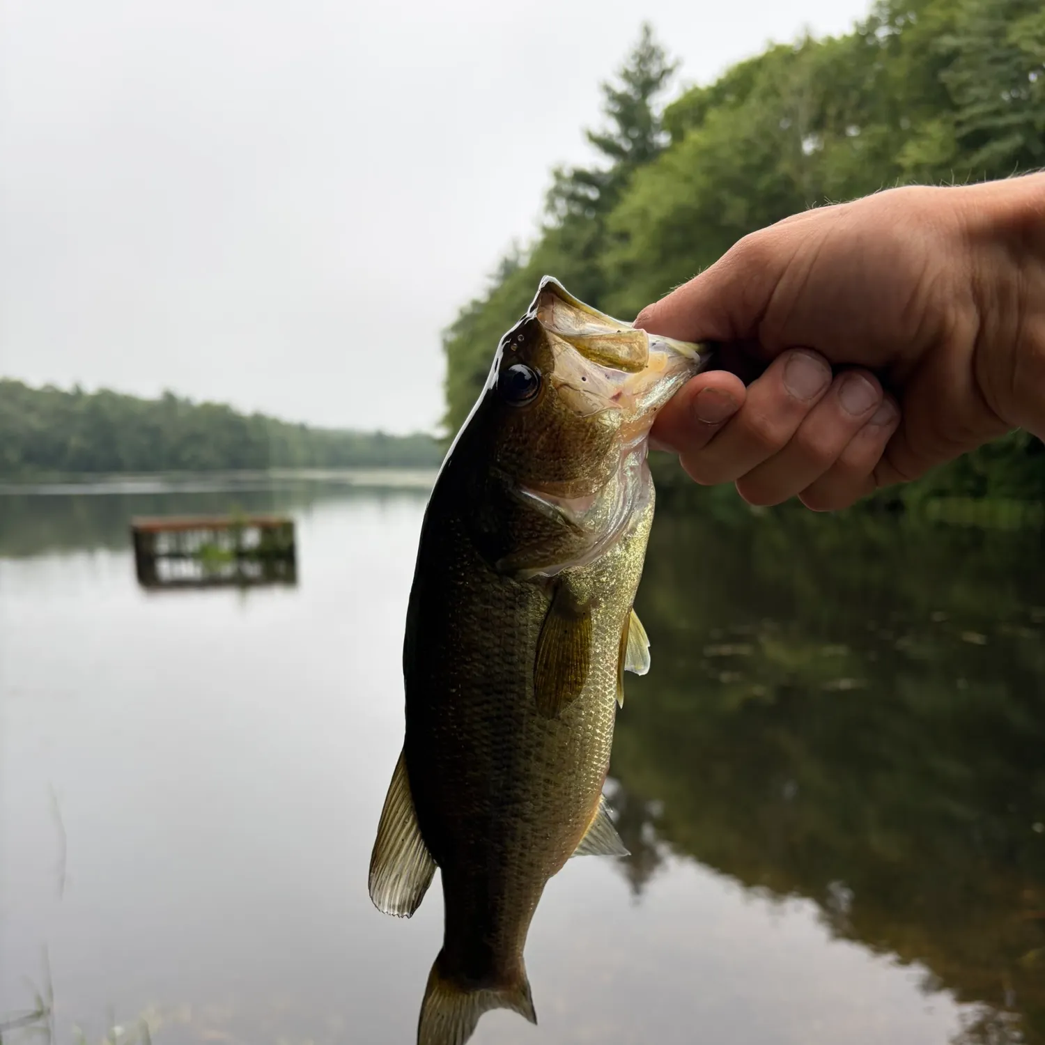 Largemouth bass caught on Fishbrain